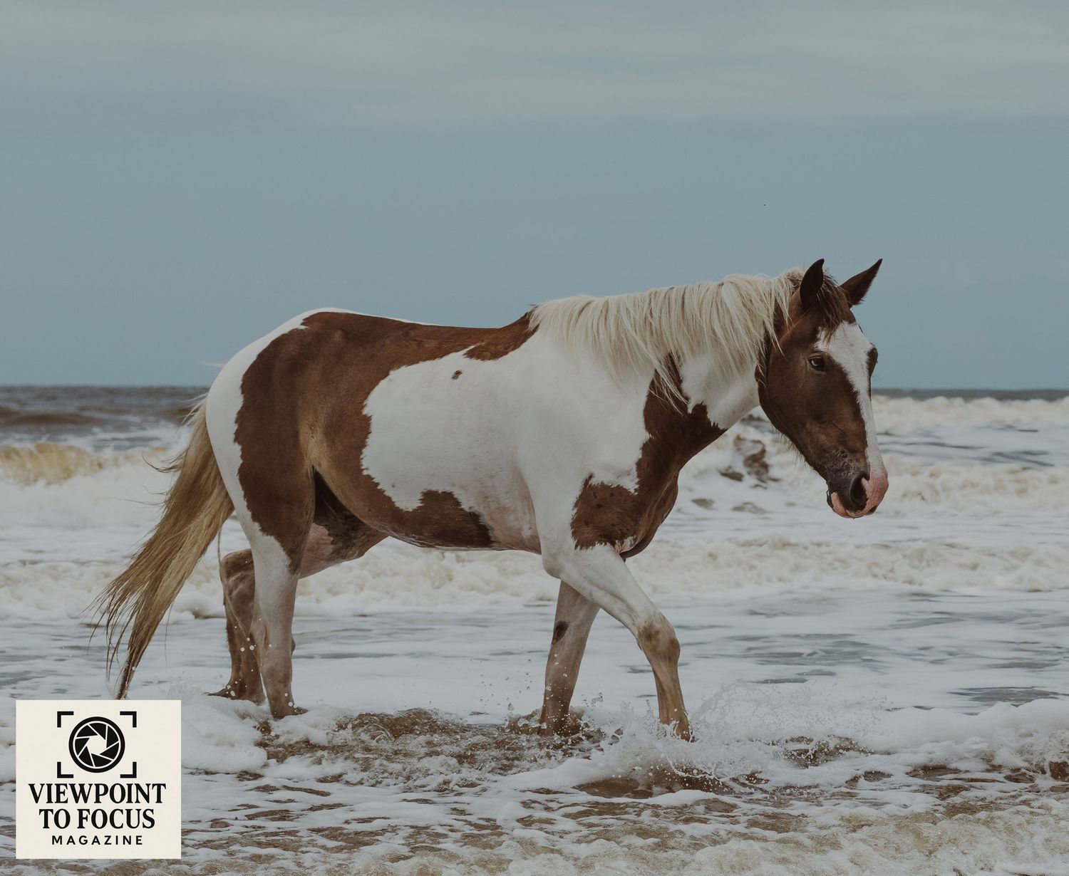 Paint horse galloping along sandy beach with ocean waves in the background.