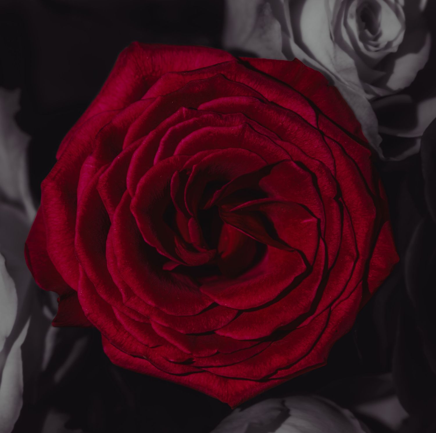 Dramatic close-up of red rose petals with selective color against black and white background.