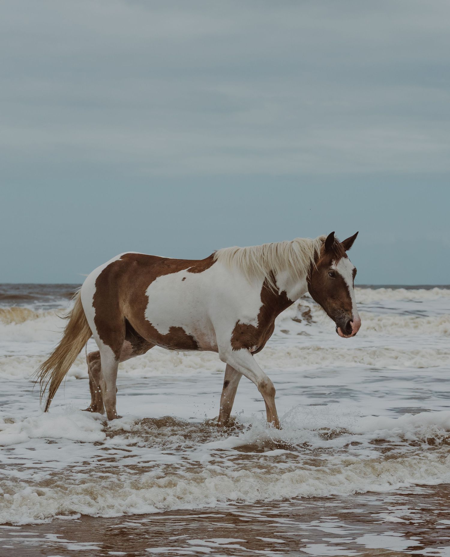 A brown and white paint horse walks through ocean waves on a sandy beach under a cloudy sky.