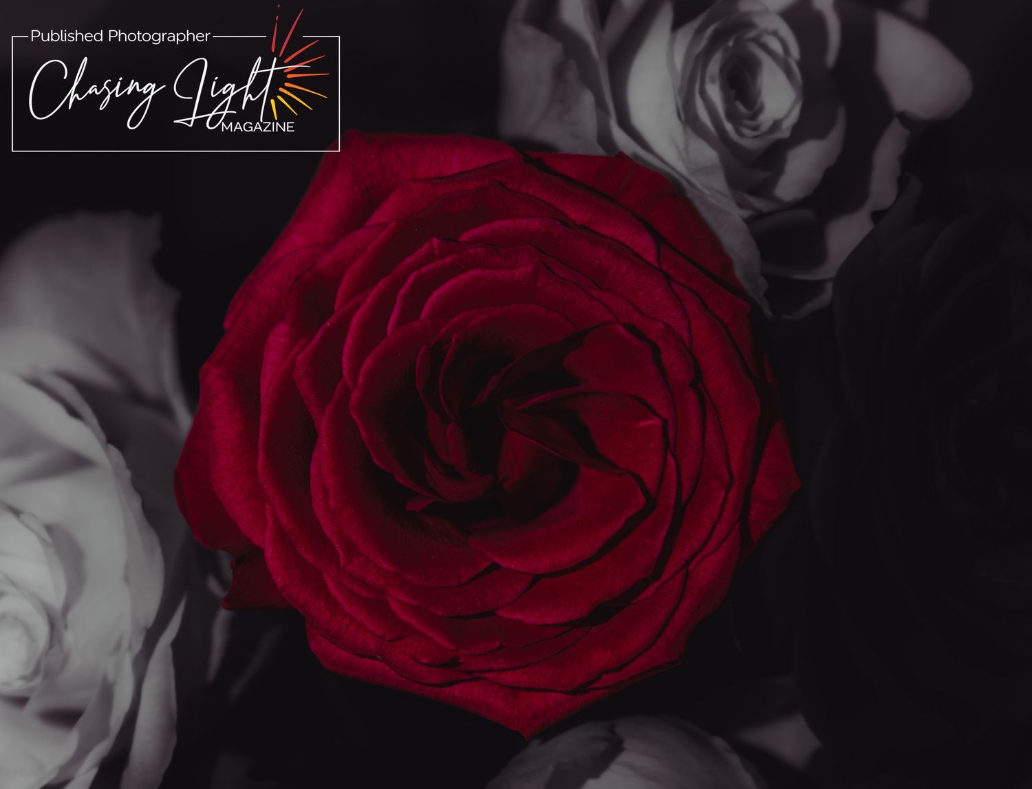 A vibrant red rose in full bloom stands out against a black and white background of surrounding roses.