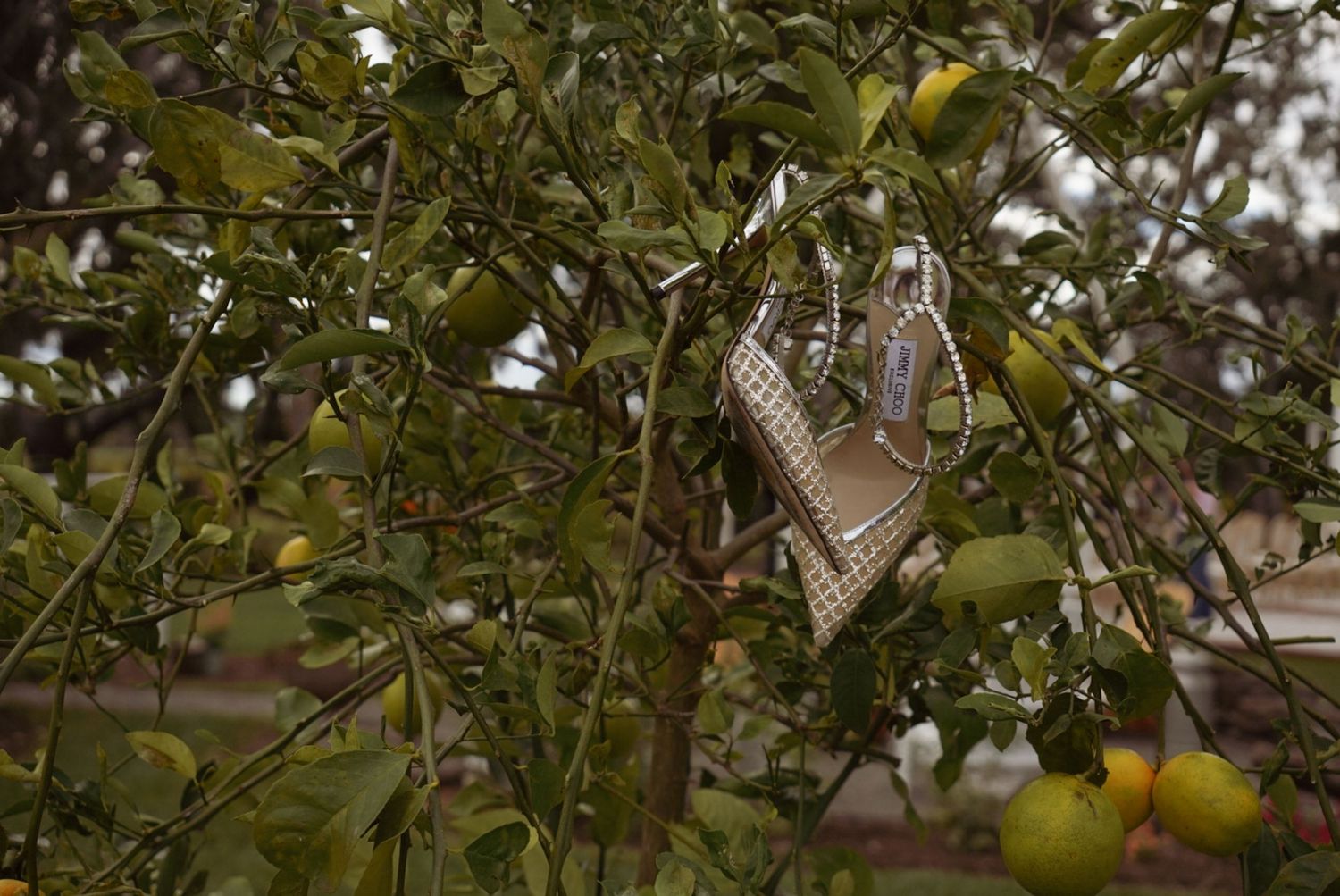 Sparkly wedding shoes dangling from green citrus tree branches with fruit.