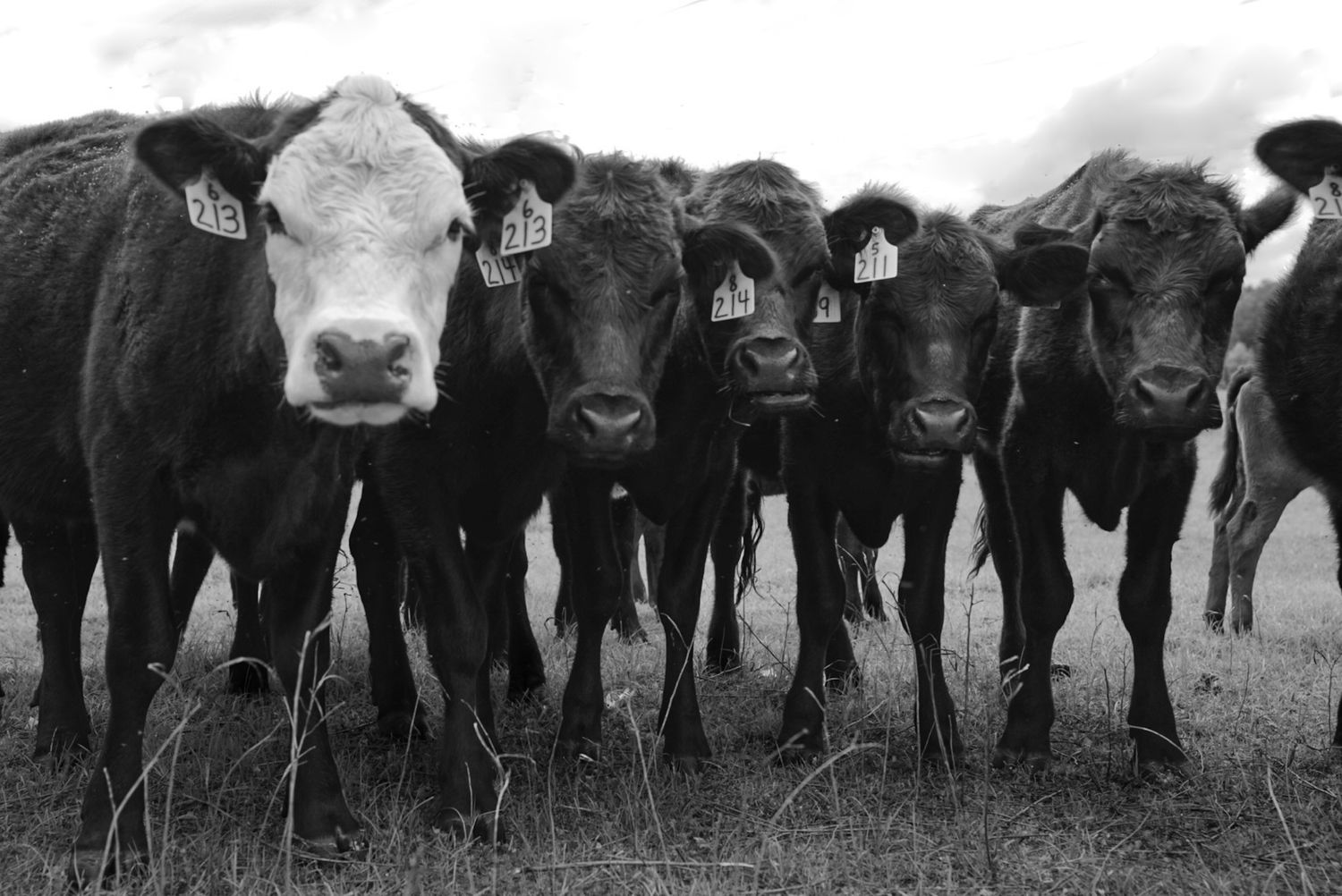 Black and white photo of a herd of tagged beef cattle standing in a field looking at the camera.
