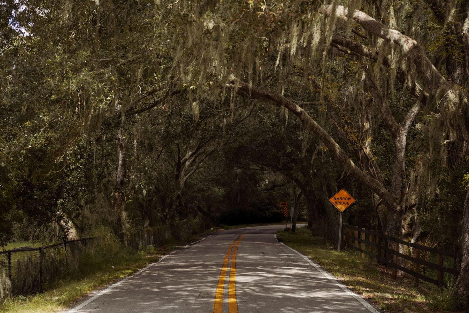 Winding road through dense eucalyptus forest with yellow warning signs.
