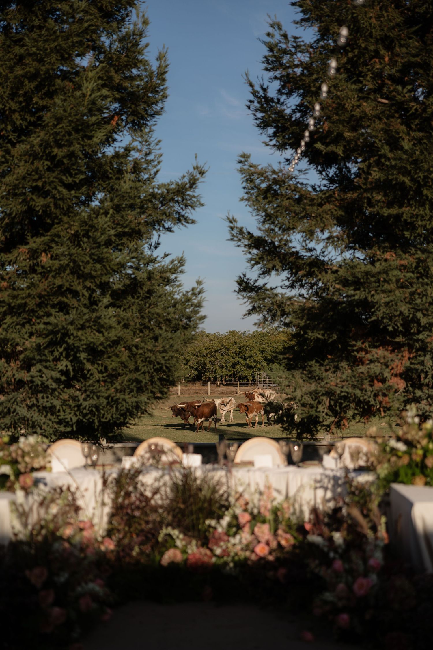 Outdoor wedding reception setup with floral arrangements, framed by tall trees with cattle grazing in a sunlit field beyond.