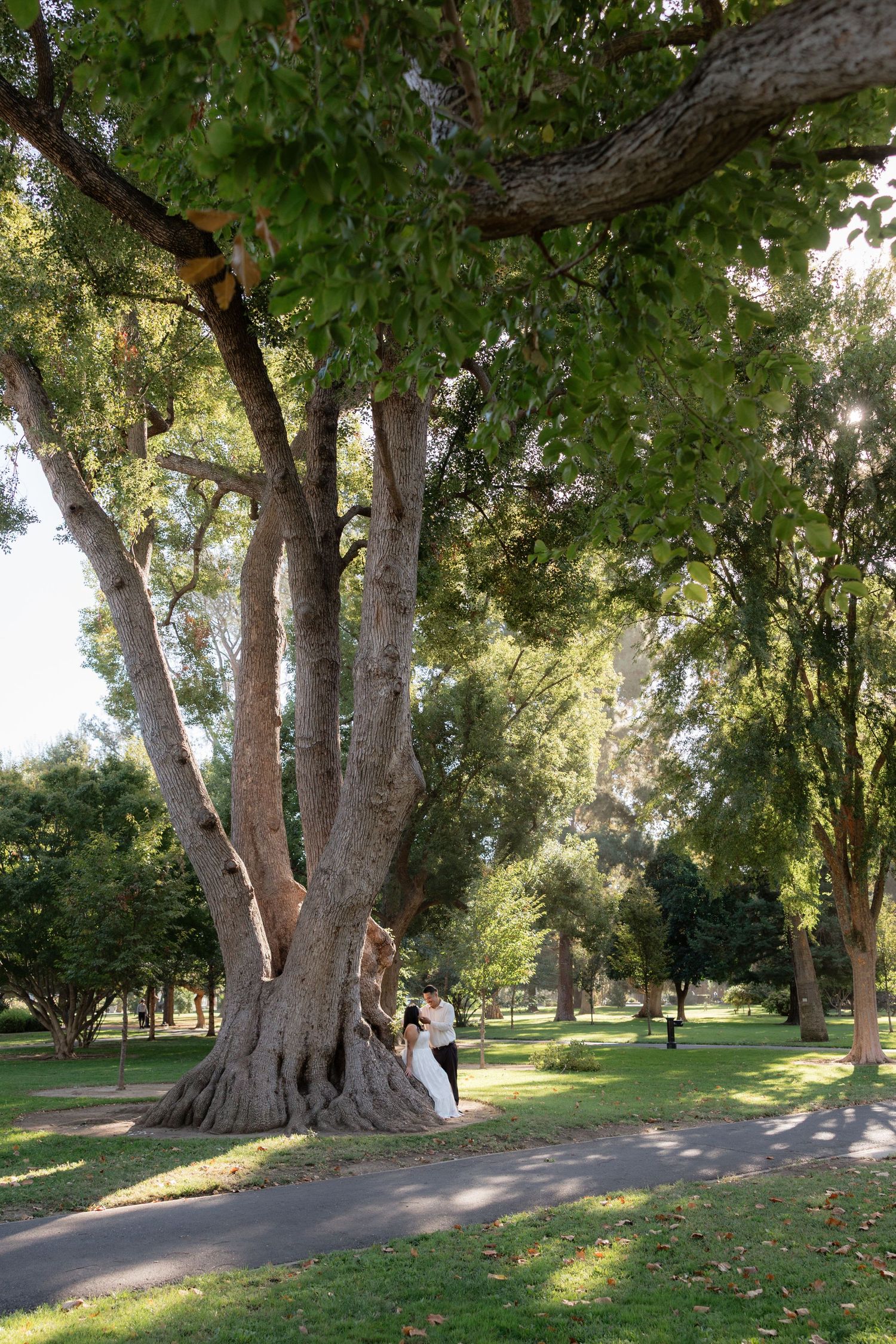 Bride and groom embracing beside a massive ancient tree in a lush green park on a sunny day.