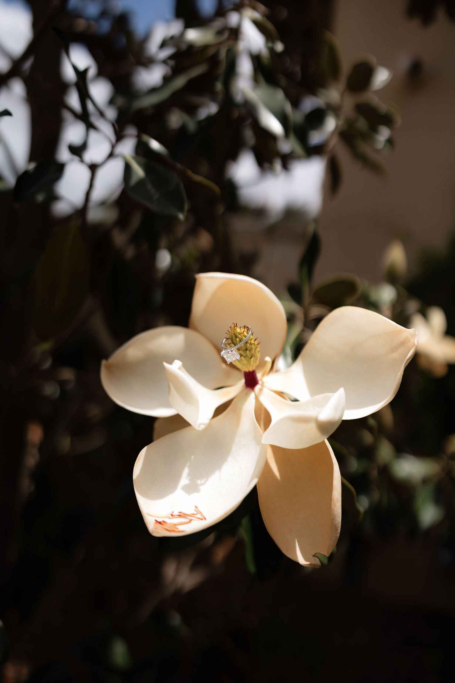 Close-up of a delicate white magnolia bloom with a diamond engagement ring resting in its center.