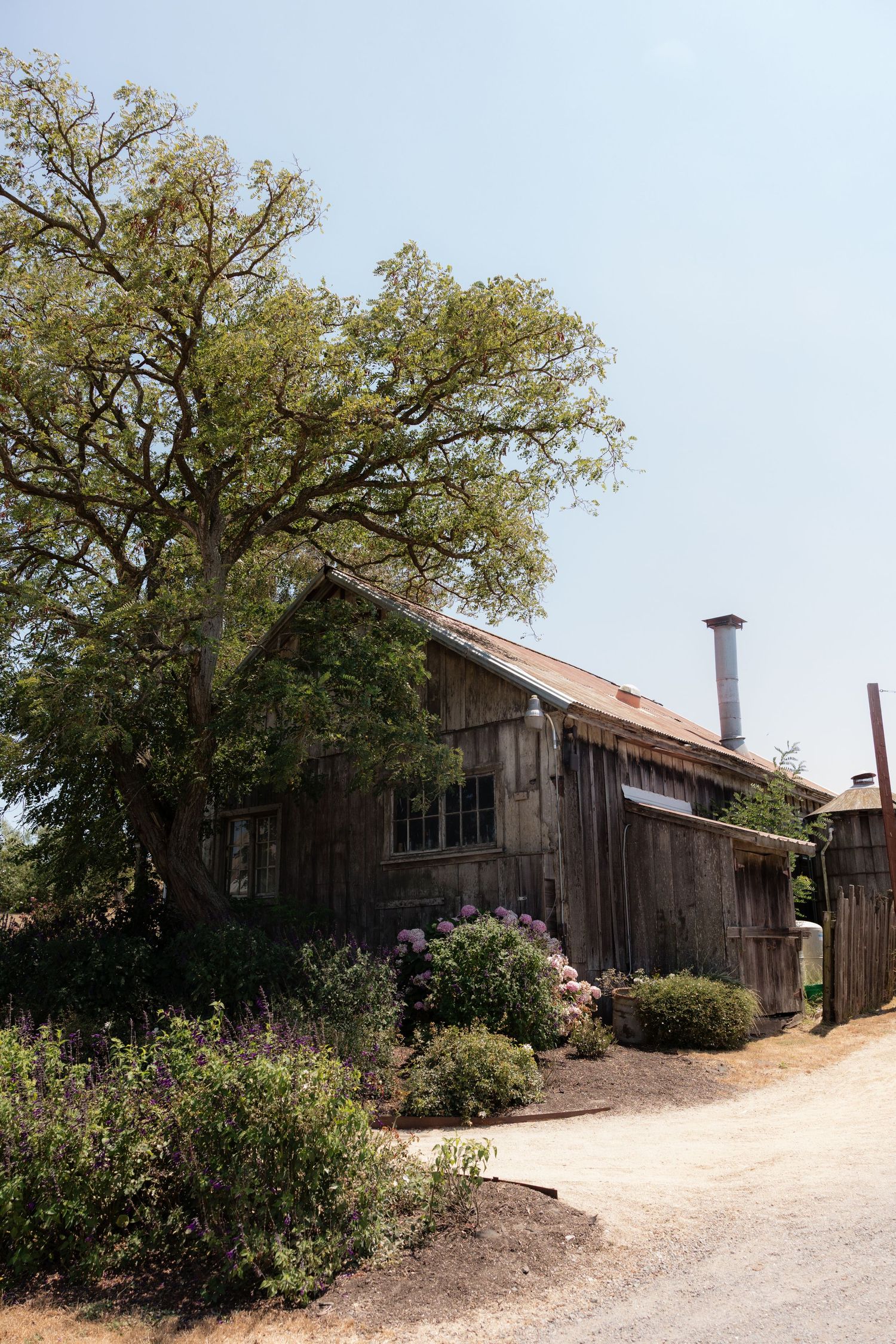 Rustic weathered wooden barn with a metal chimney, surrounded by lush trees and flowering shrubs along a dirt path.