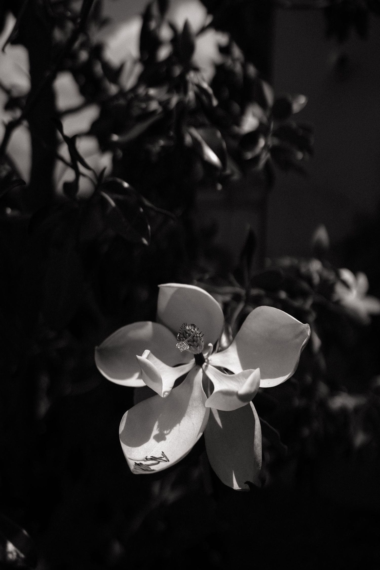 Close-up black and white photo of a delicate white magnolia flower blooming among dark foliage.