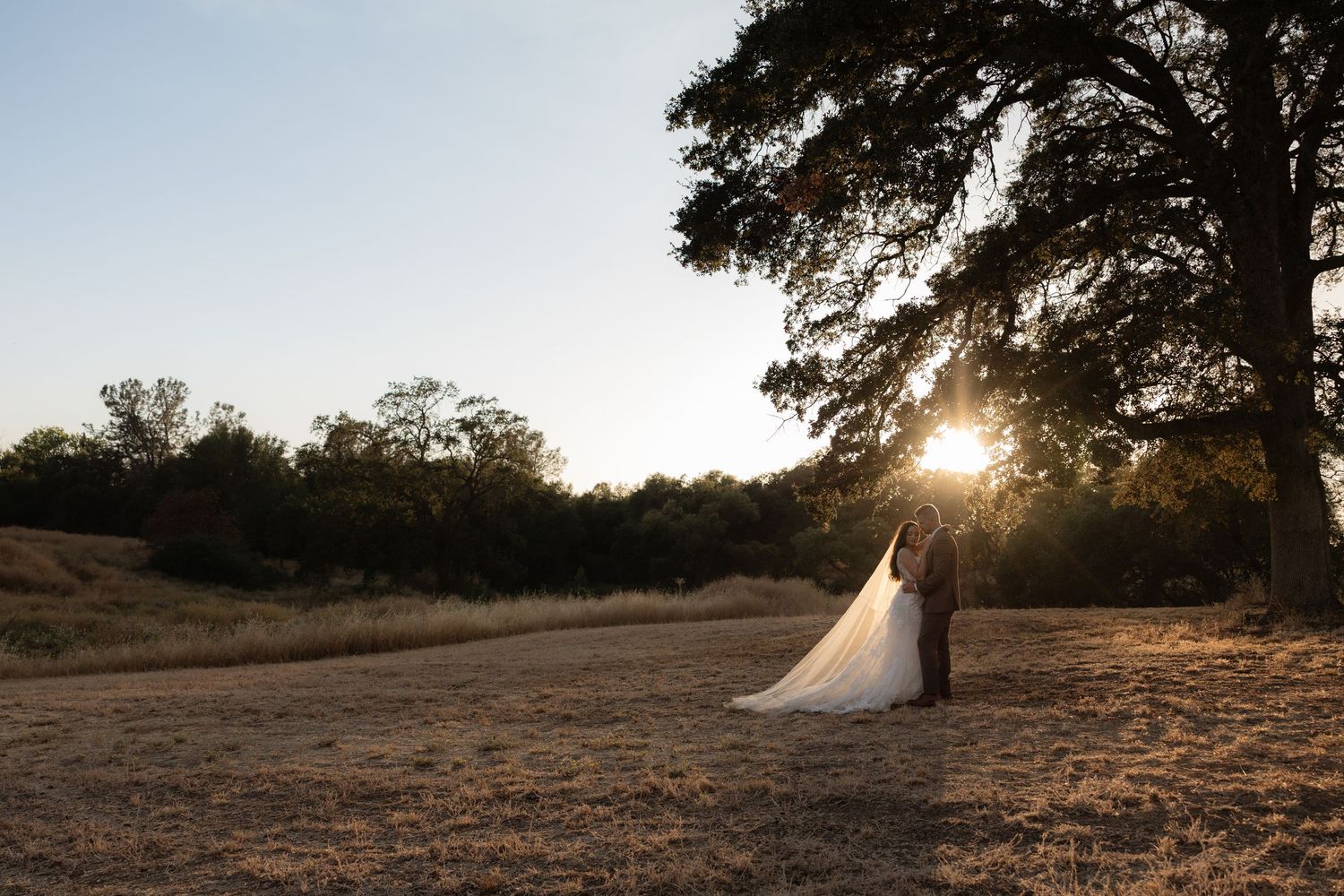 Bride and groom share a romantic sunset moment under a large tree in a golden field.