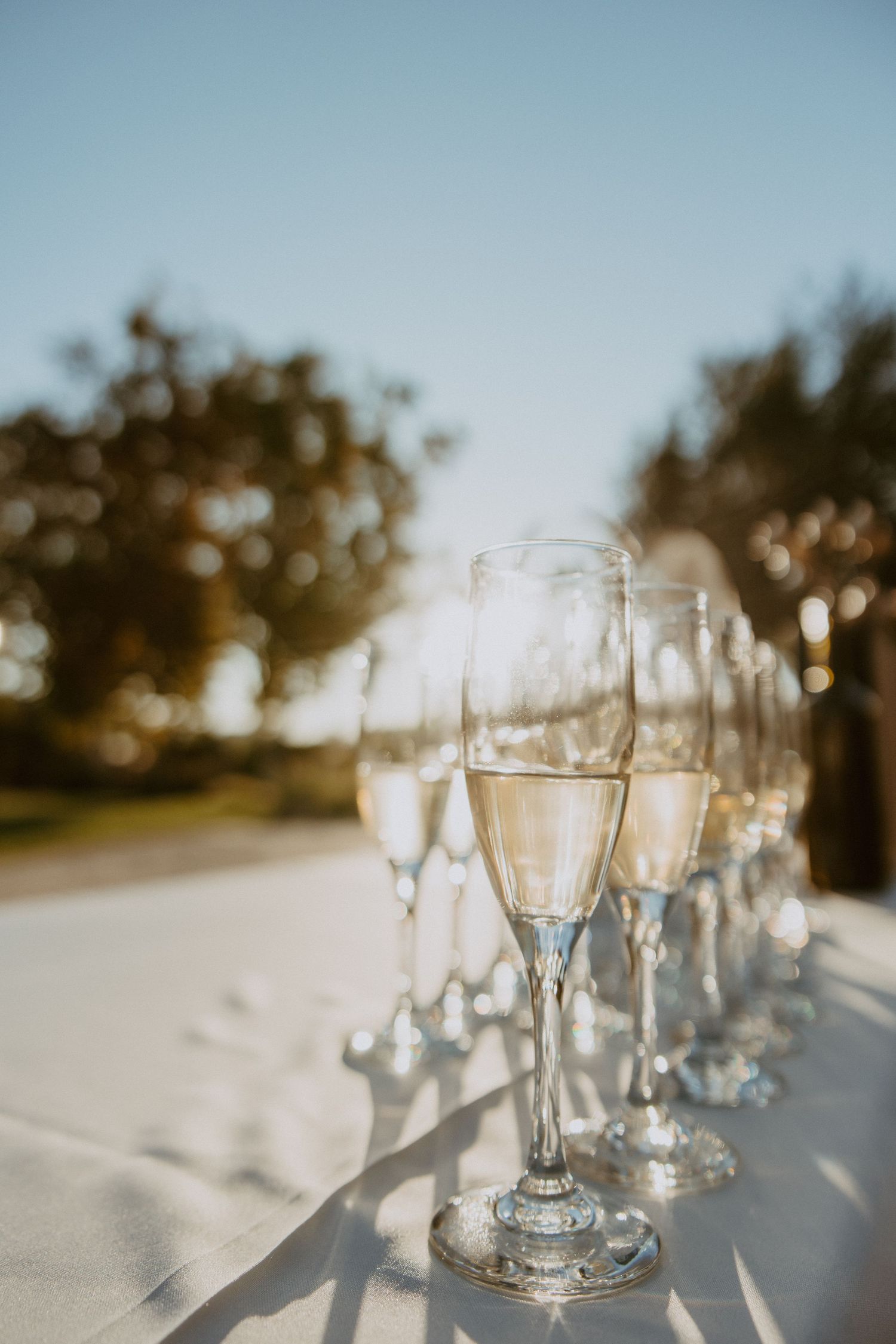Row of champagne flutes lined up on white tablecloth glowing in warm outdoor sunlight.