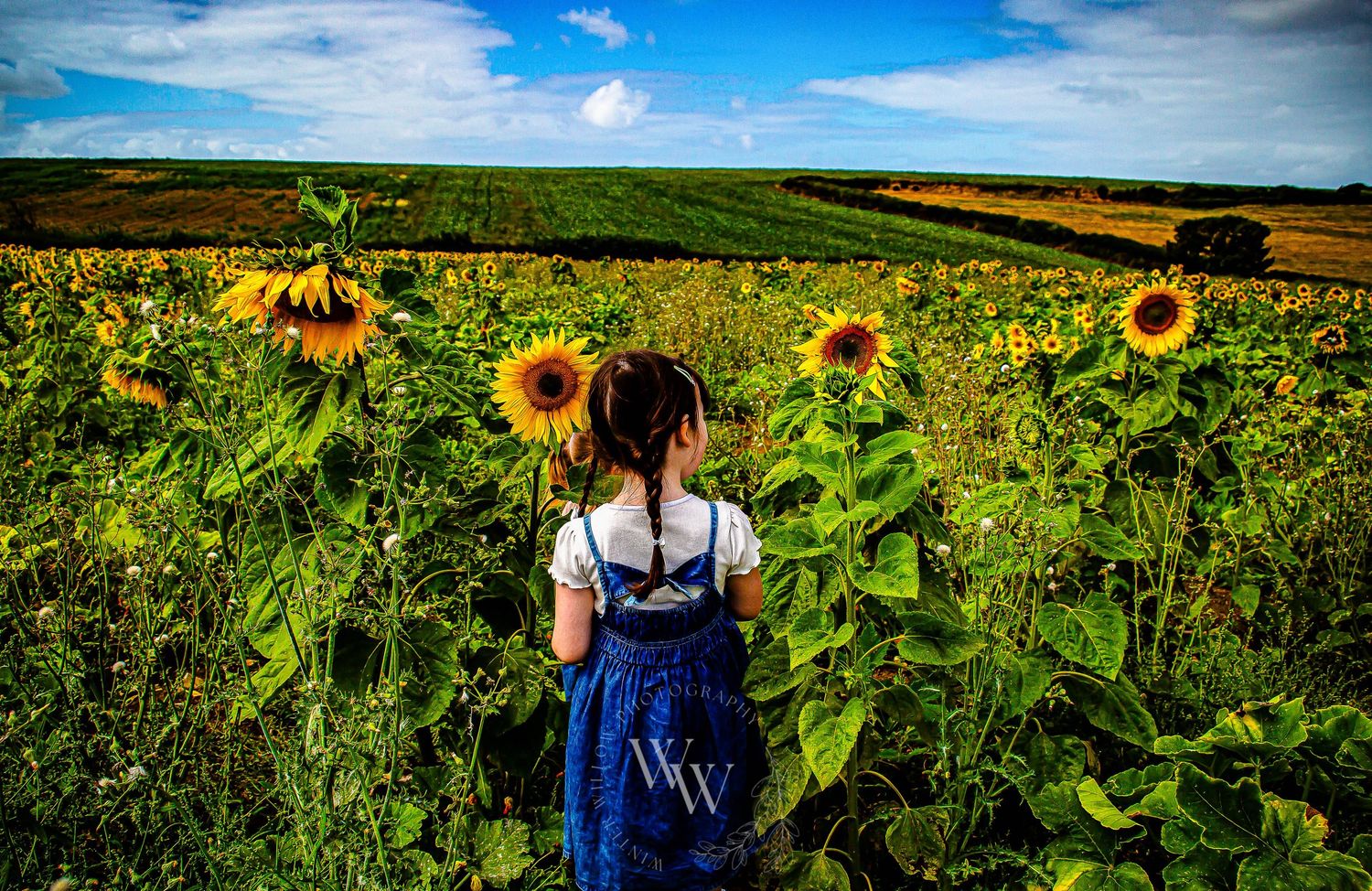 Little girl exploring tall sunflowers at Rosedew Farm