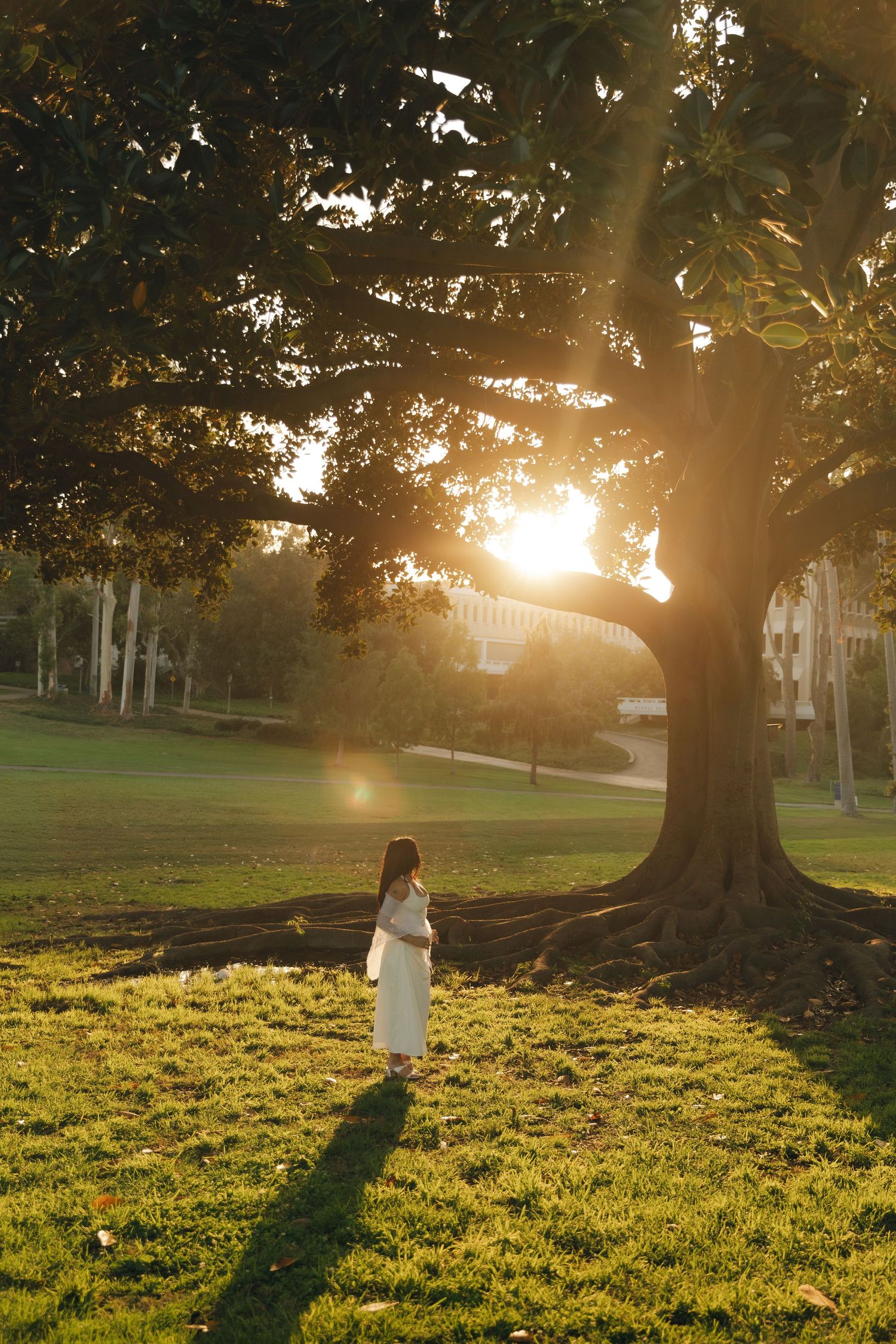 Woman in white dress standing beneath large tree with golden sunset light streaming through branches.