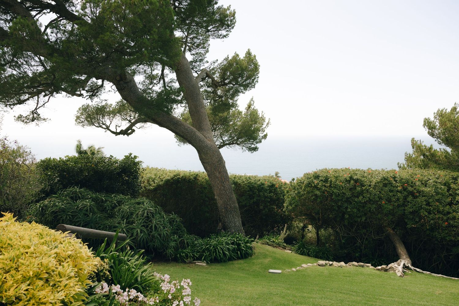 Scenic coastal garden with a leaning pine tree overlooking the ocean on an overcast day.