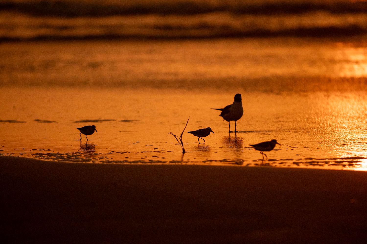 Ventnor birds at sunrise