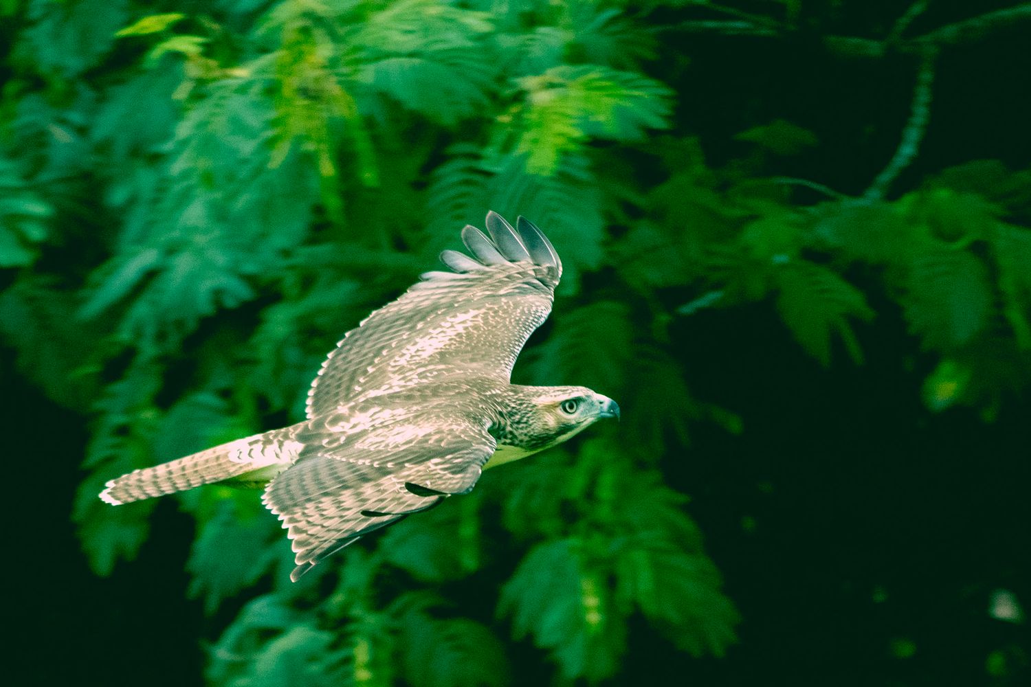 Young Hawk Seaview Golf Club