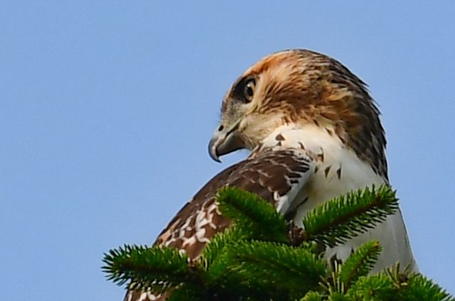 Side eyed hawk