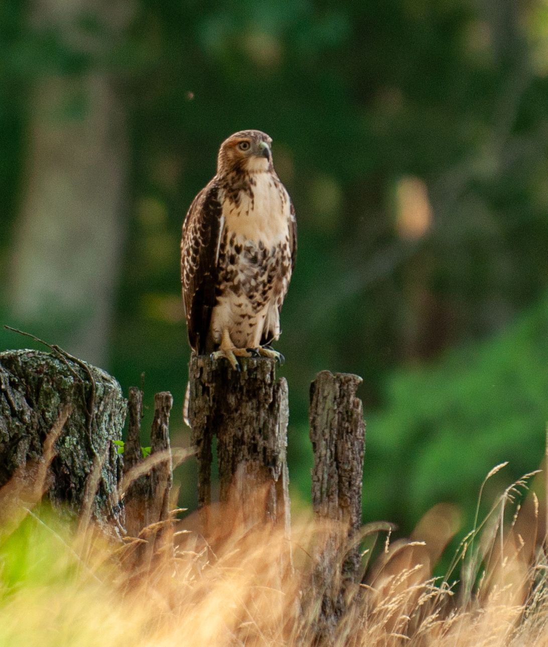 Hawk at dusk Seaview Golf Club
