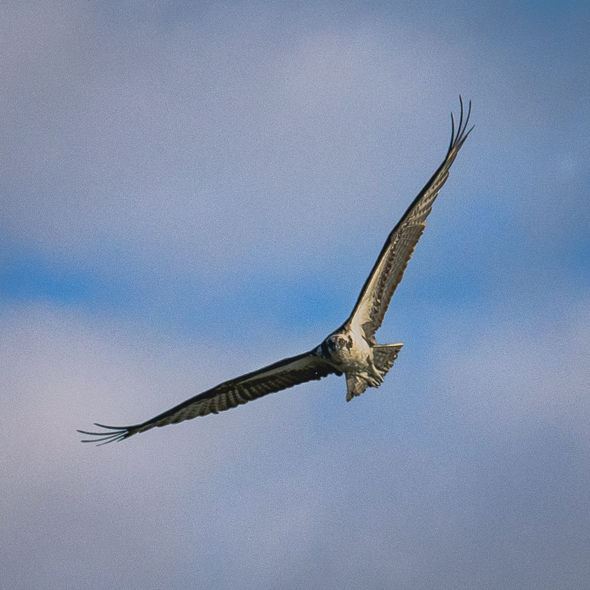 Osprey Dive