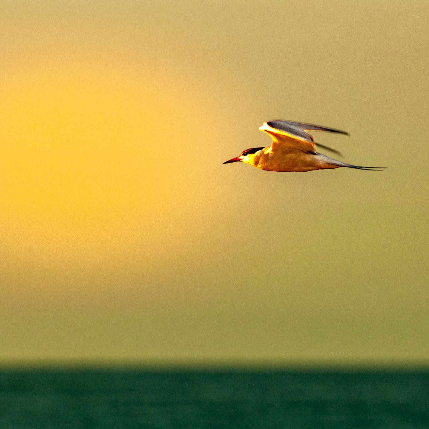 Golden flight