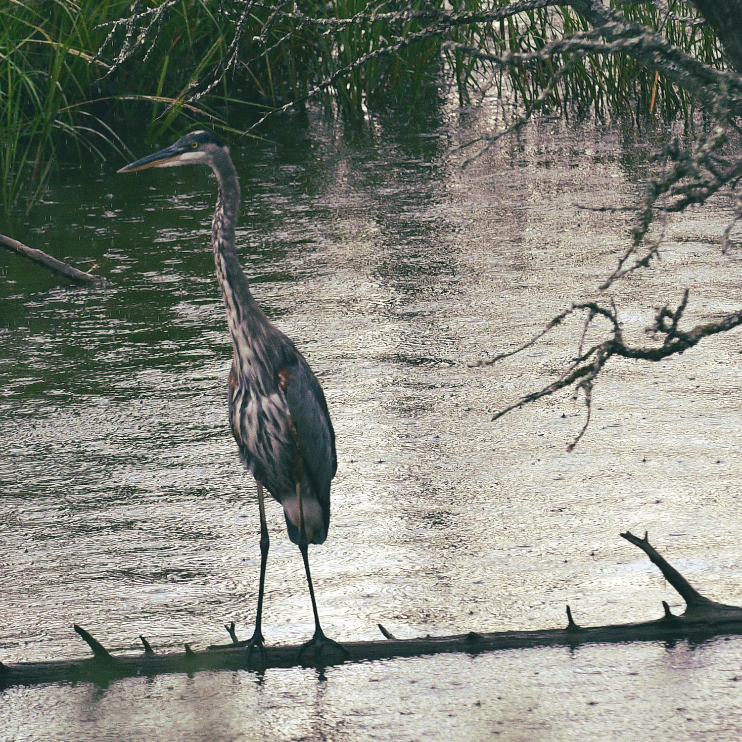Great Blue Heron  Linwood NJ