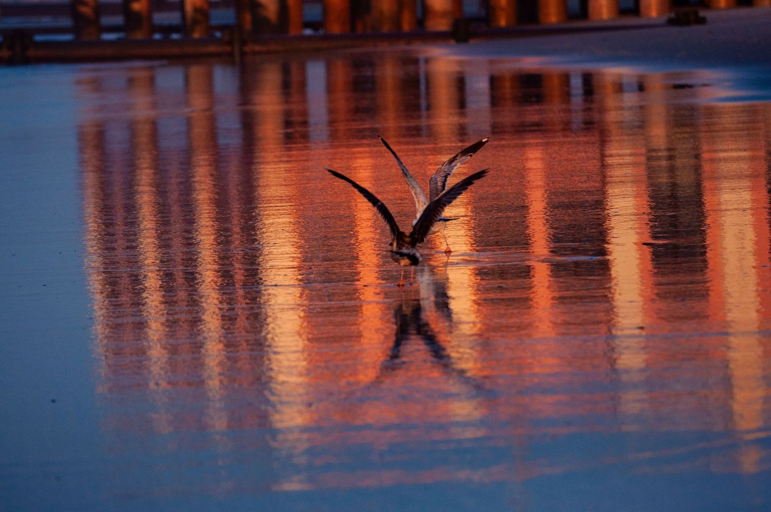 Reflection of the Music Pier