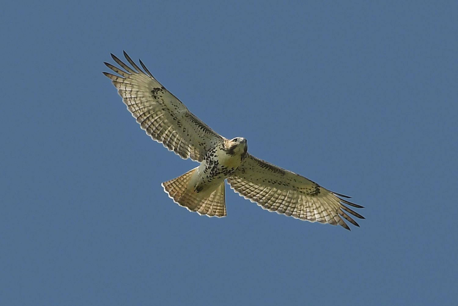 Young Hawk Seaview Golf Club