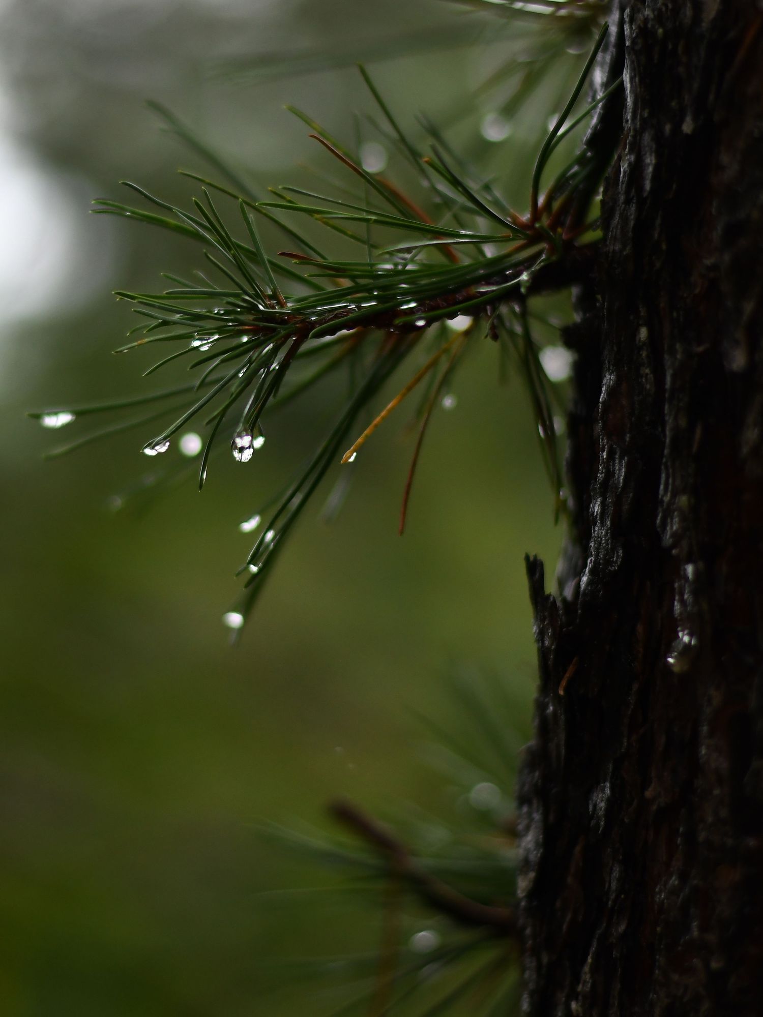 Dropplets of rain