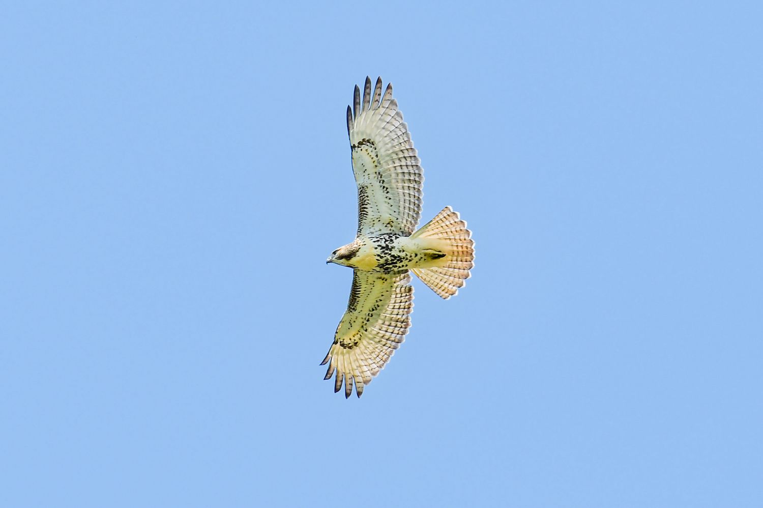 Young Hawk Seaview Golf Club