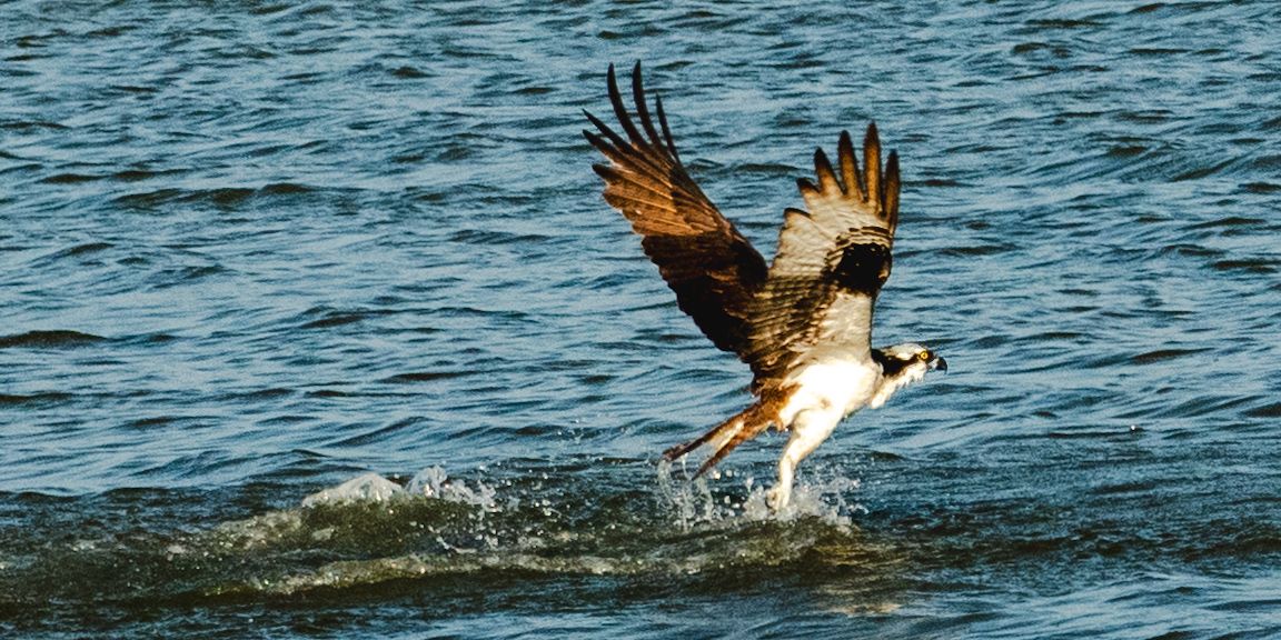 Osprey catching fish