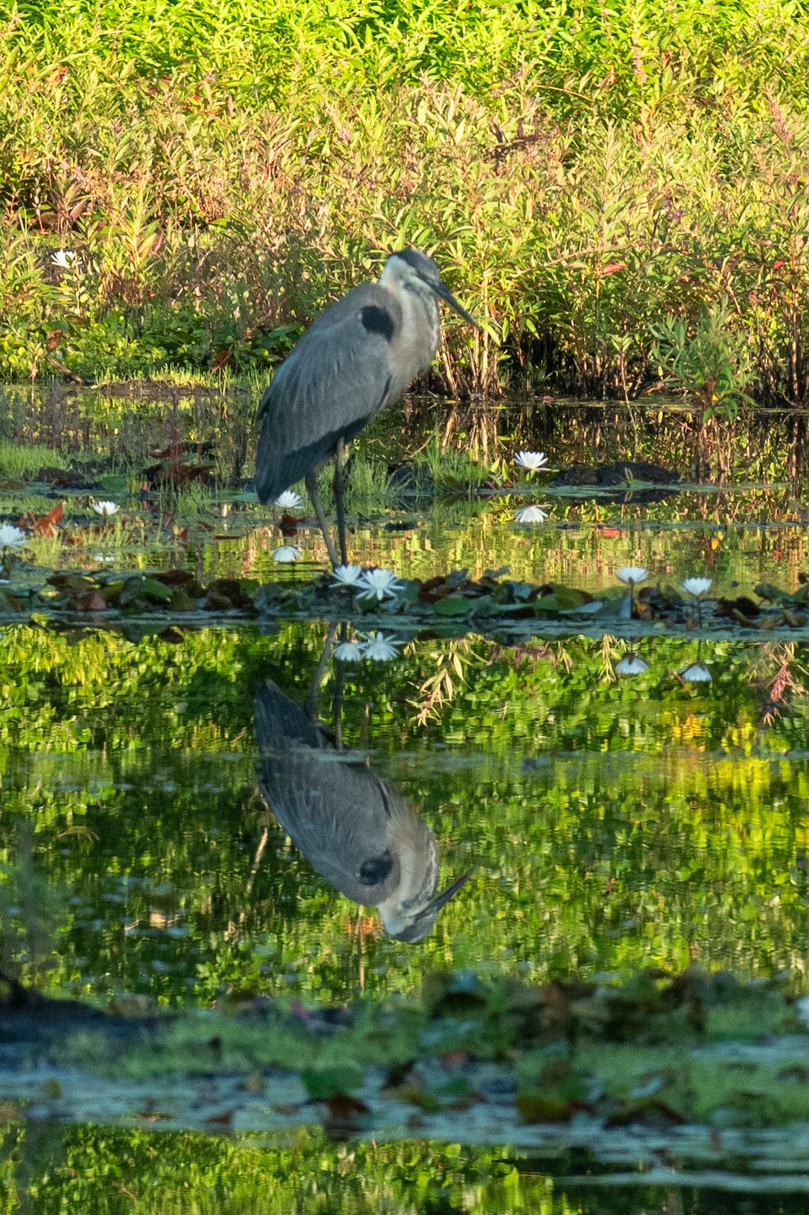 Reflection at the Pond
