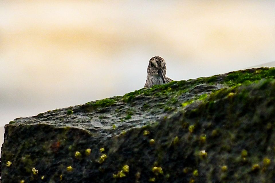 Good Morning Sir!! Margate NJ
