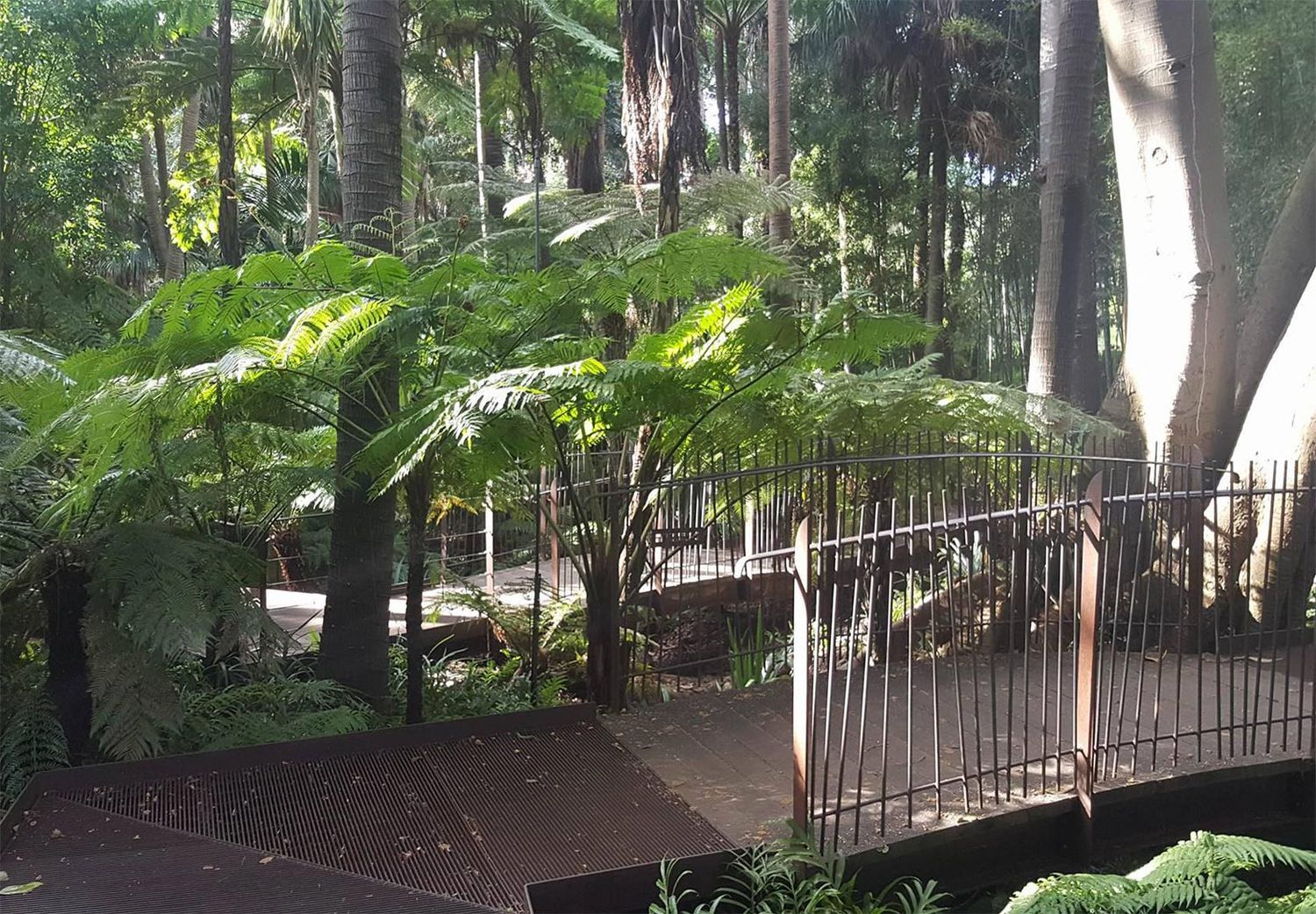 Wooden boardwalk winds through a lush green forest with tall trees and ferns creating a peaceful nature path.