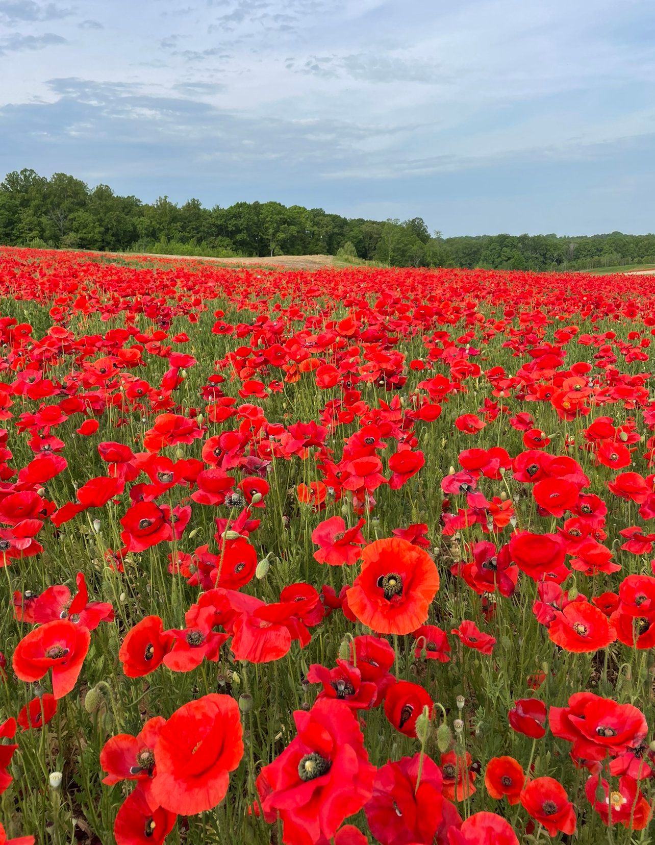 Vibrant red poppies blooming in a vast field under blue cloudy sky with green trees in the background.