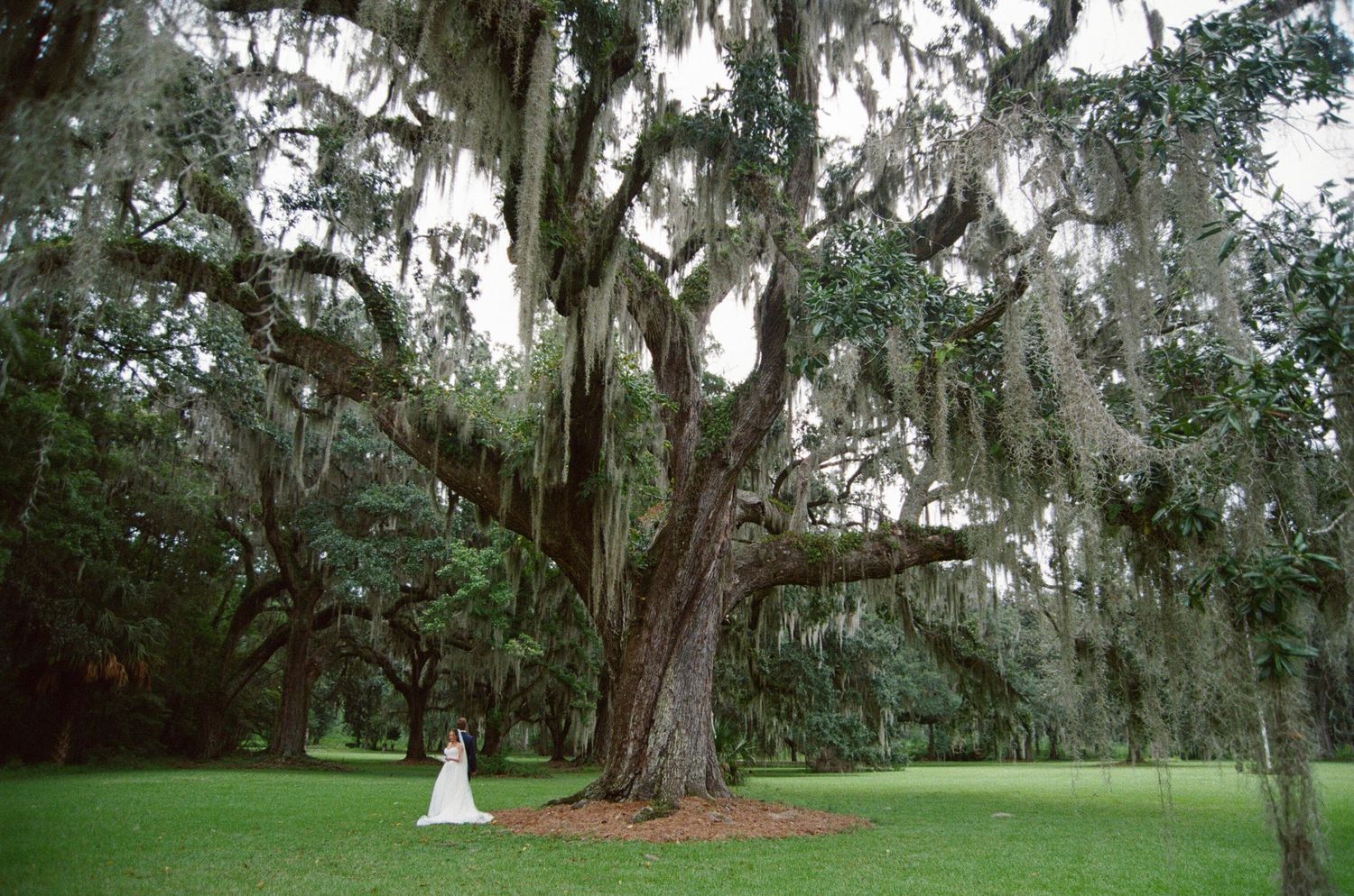 Spanish moss drapes elegantly from ancient oak trees along a scenic garden pathway in the southern United States.