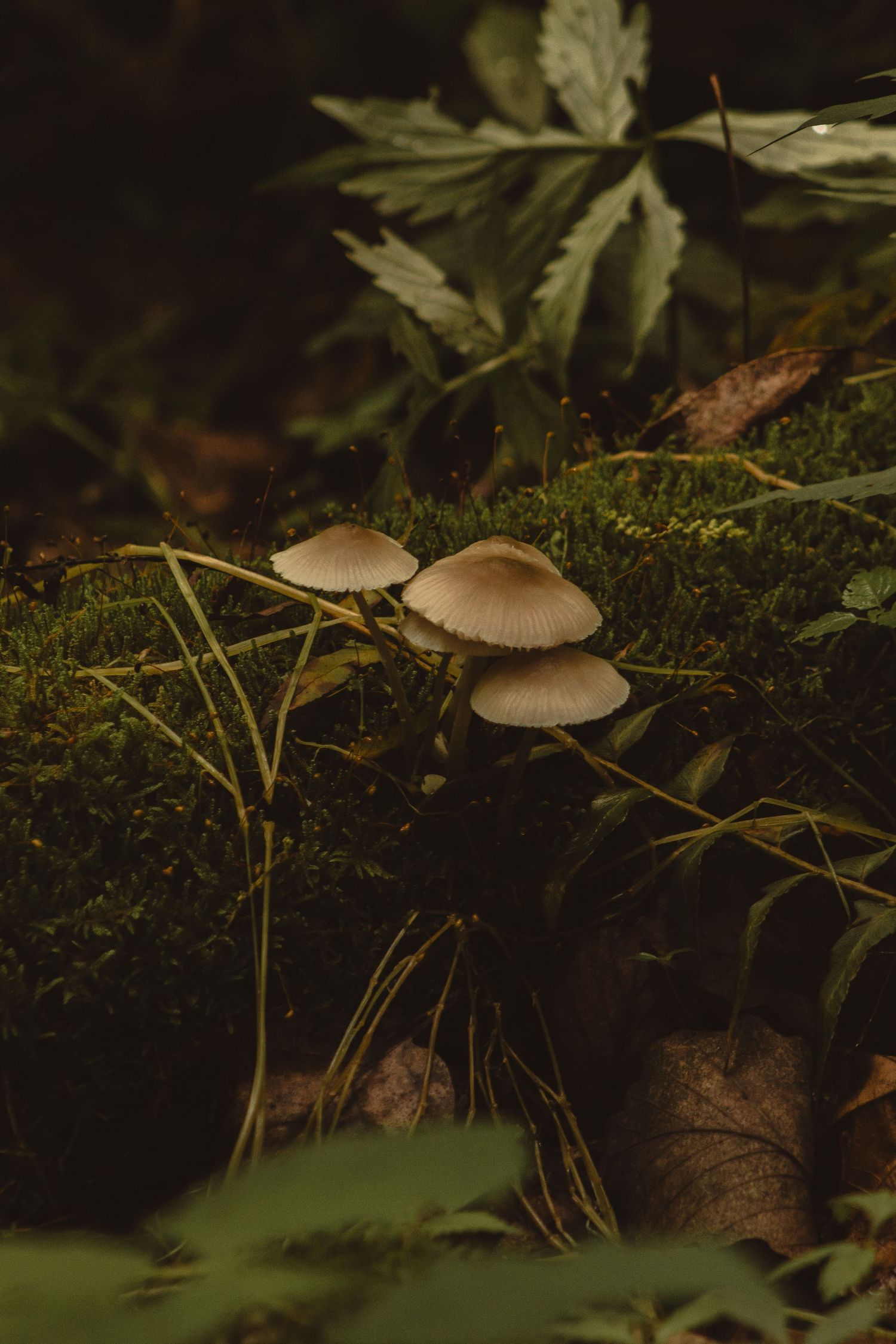mushrooms, moss, blueridge parkway, mountains, nature, outdoor photography, cascades, virginia