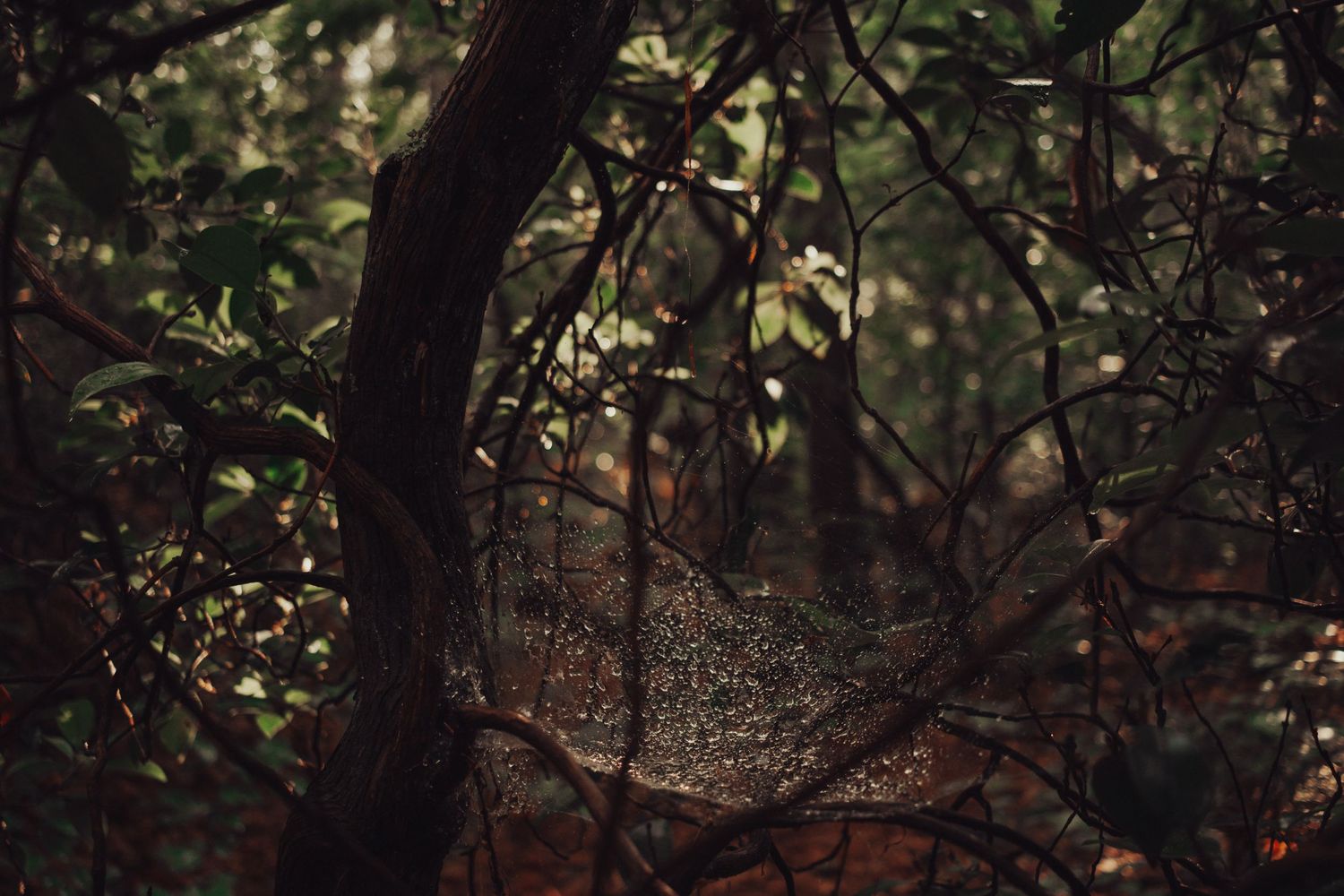 spiderweb, spider, devils marble yard, virginia, rain, moody, mountains