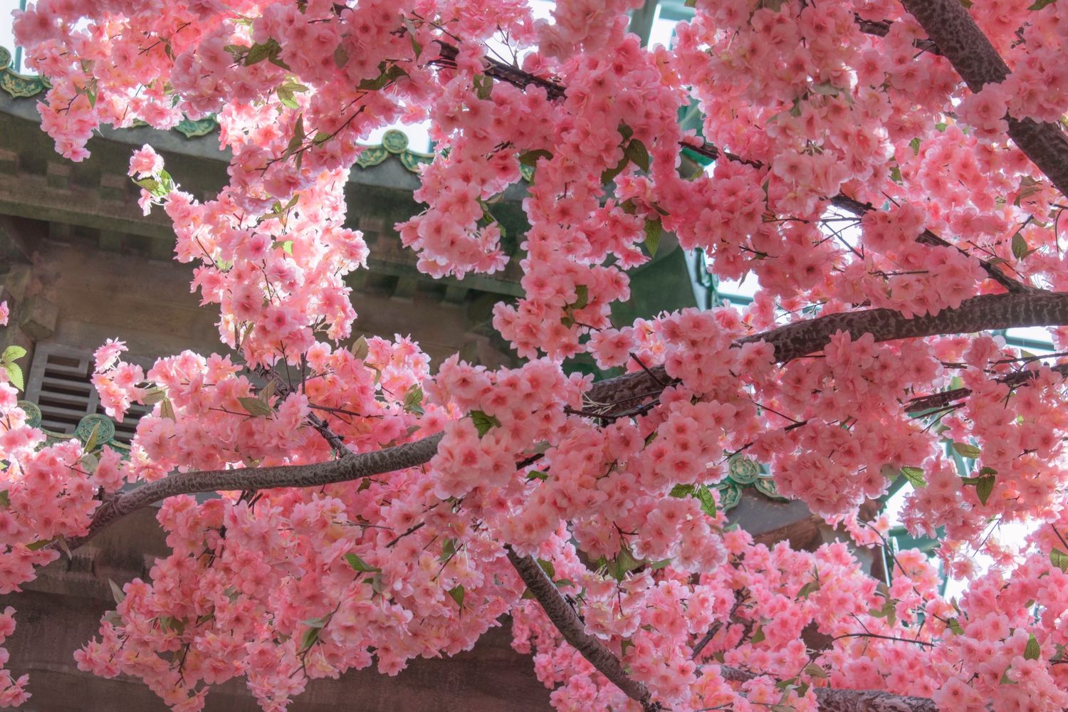 Vibrant pink cherry blossom tree in full bloom with dense clusters of flowers in spring.