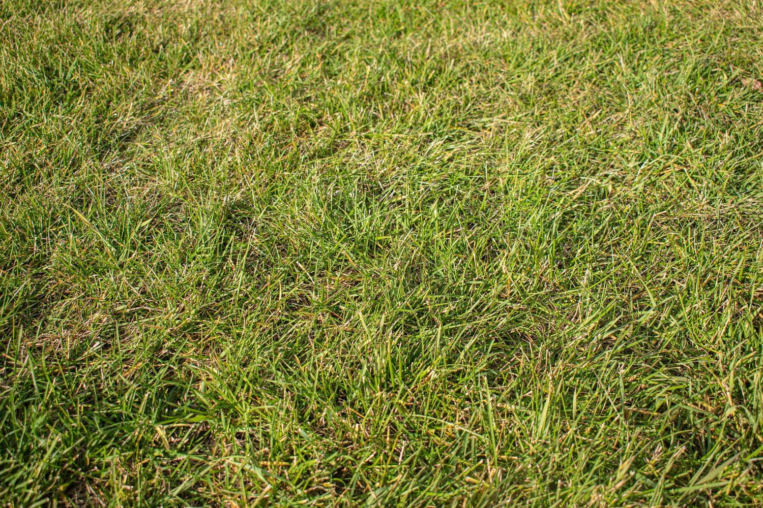 Lush green grass lawn with natural texture and sunlight casting soft shadows across the turf.