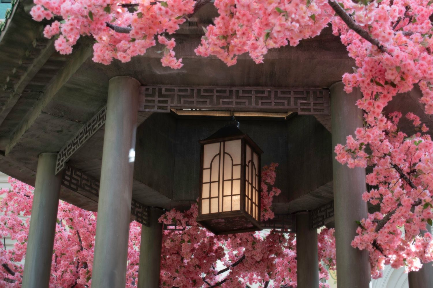 Japanese gazebo lantern surrounded by vibrant pink cherry blossom branches in spring.