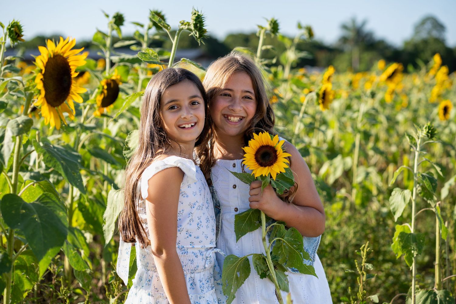 Sisters hugging in sunflower field, South Florida birthday session at Berry Farms.