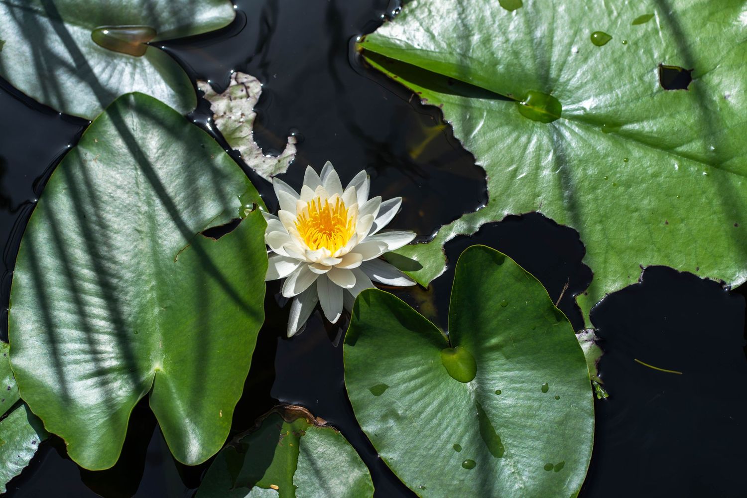 Nature photography in South Florida – A delicate white water lily blooms among vibrant green lily pads, perfect for botanical and editorial