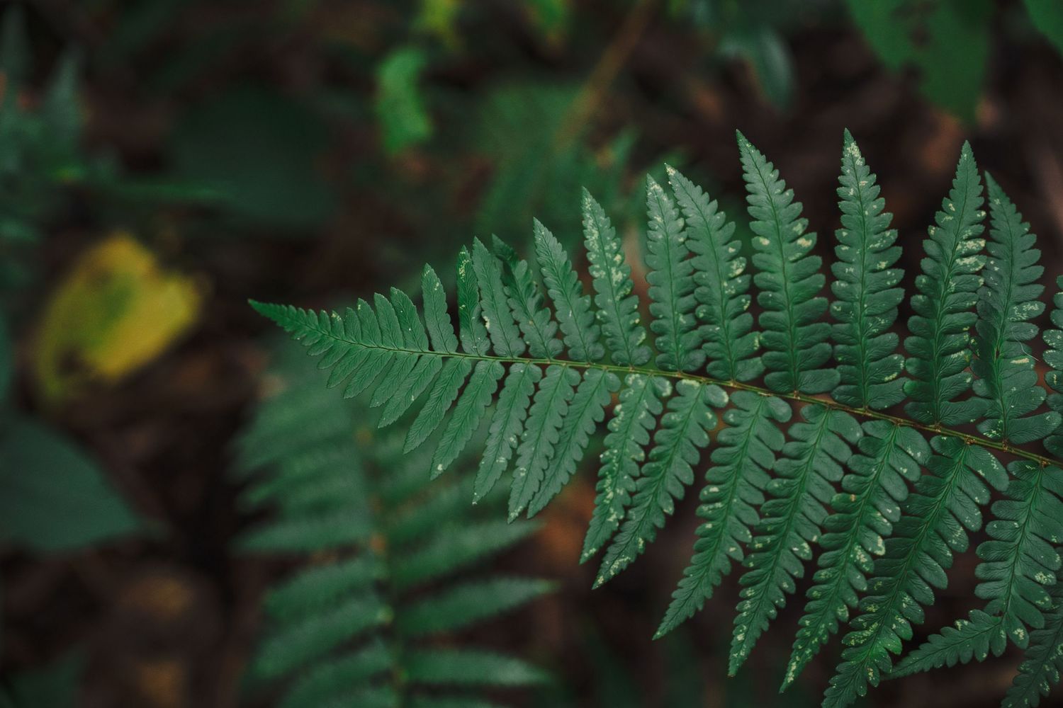 Close-up of fern leaf during outdoor lifestyle session at Juniper Springs, Florida