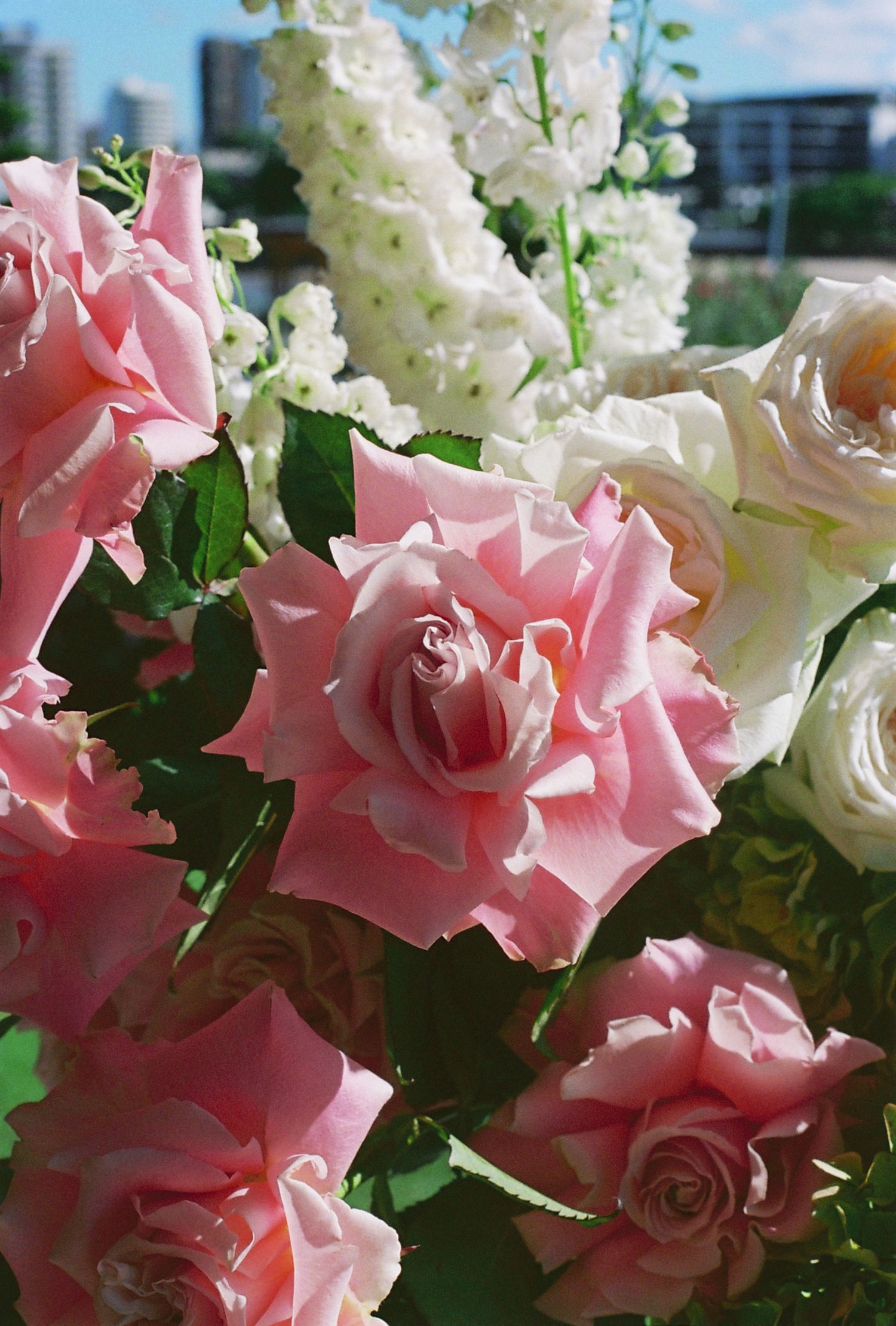 Beautiful arrangement of pink and white roses with delicate petals in full bloom.