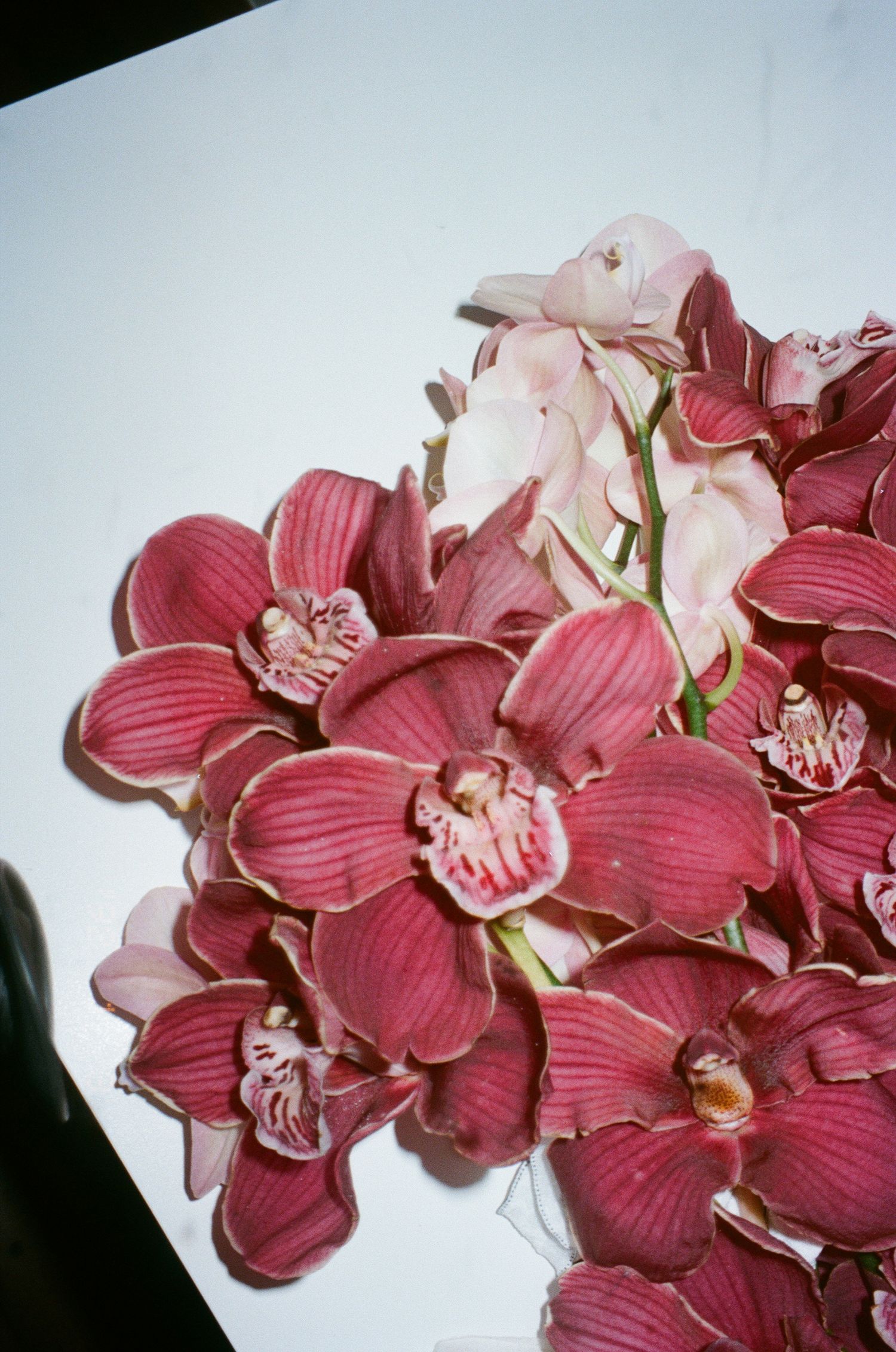 Close-up of deep pink cymbidium orchids in full bloom.