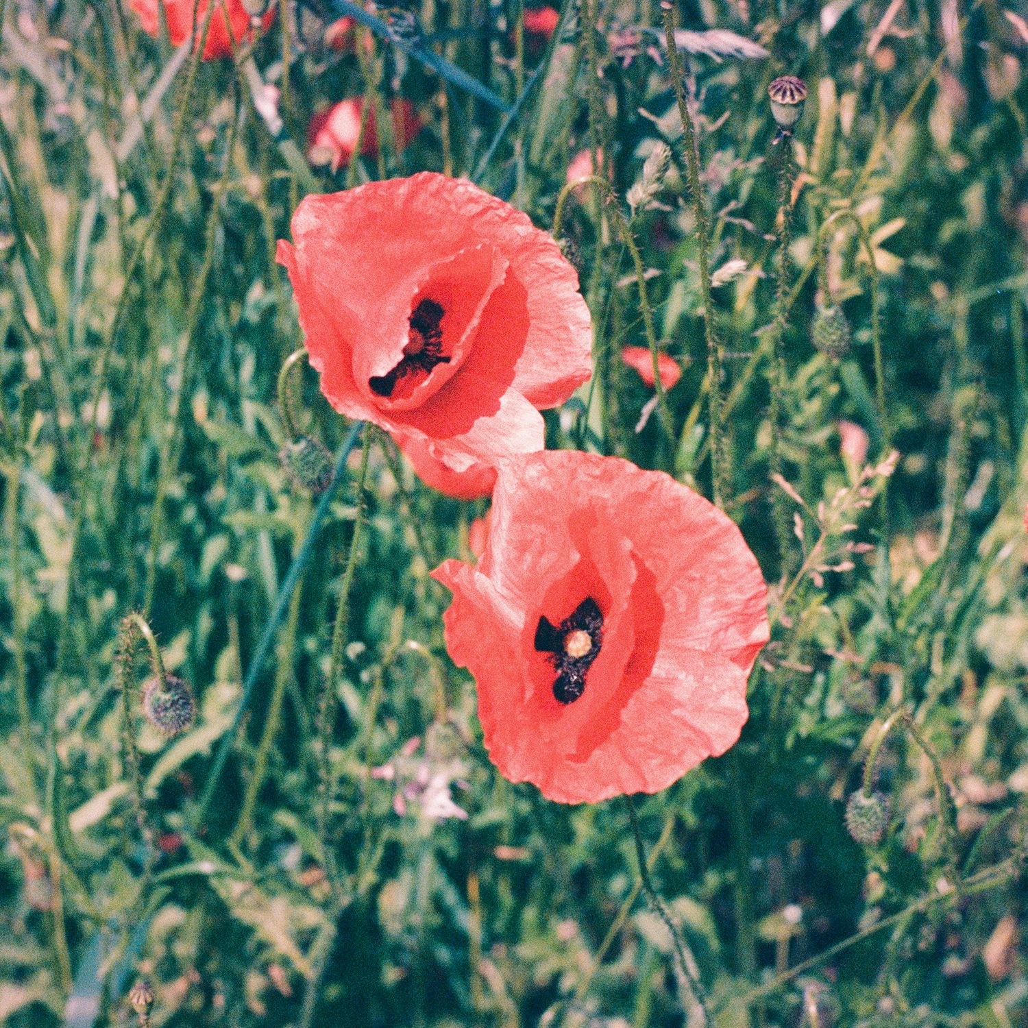 Two vibrant coral-colored poppies blooming among green foliage.