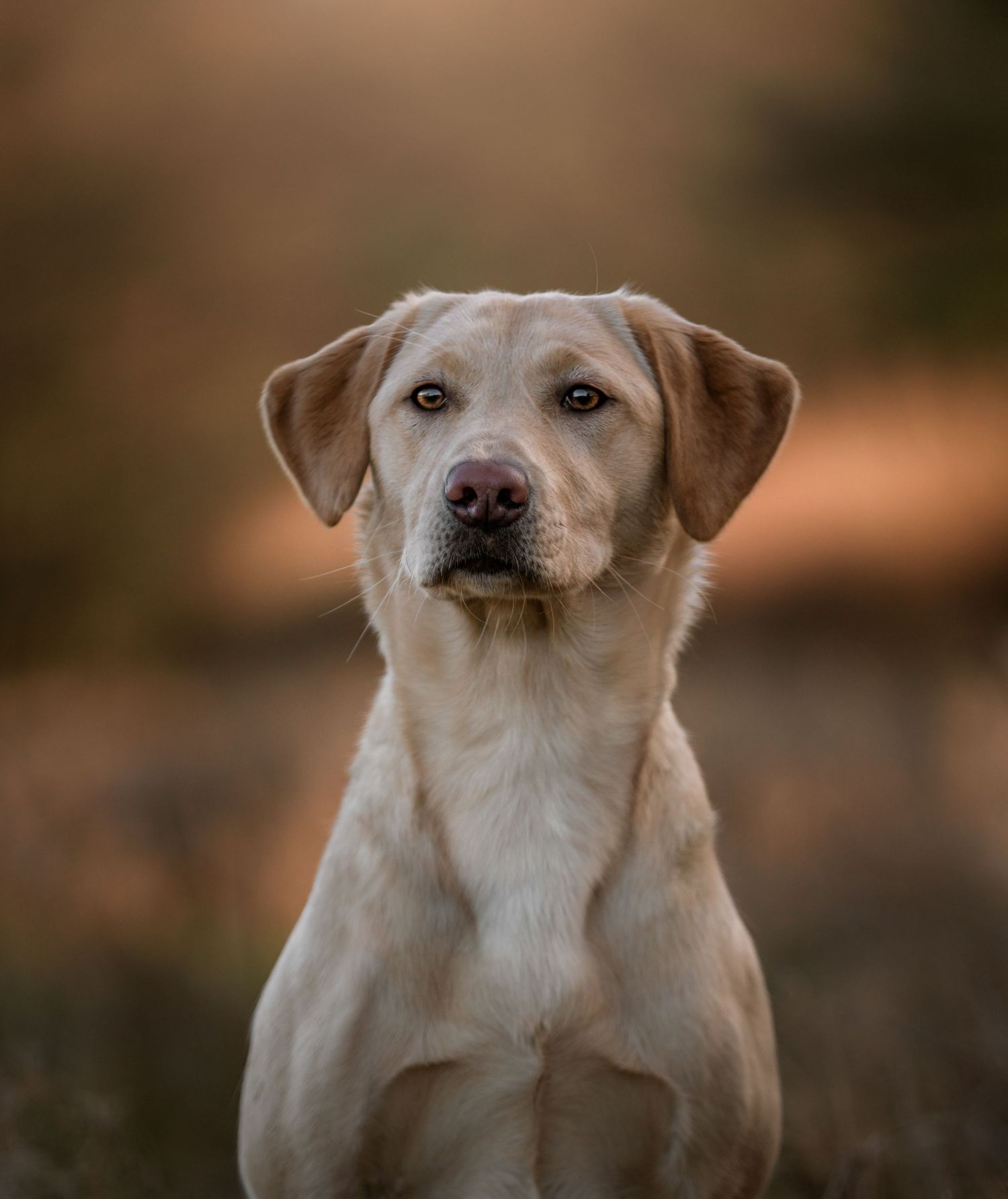 LABRADOR