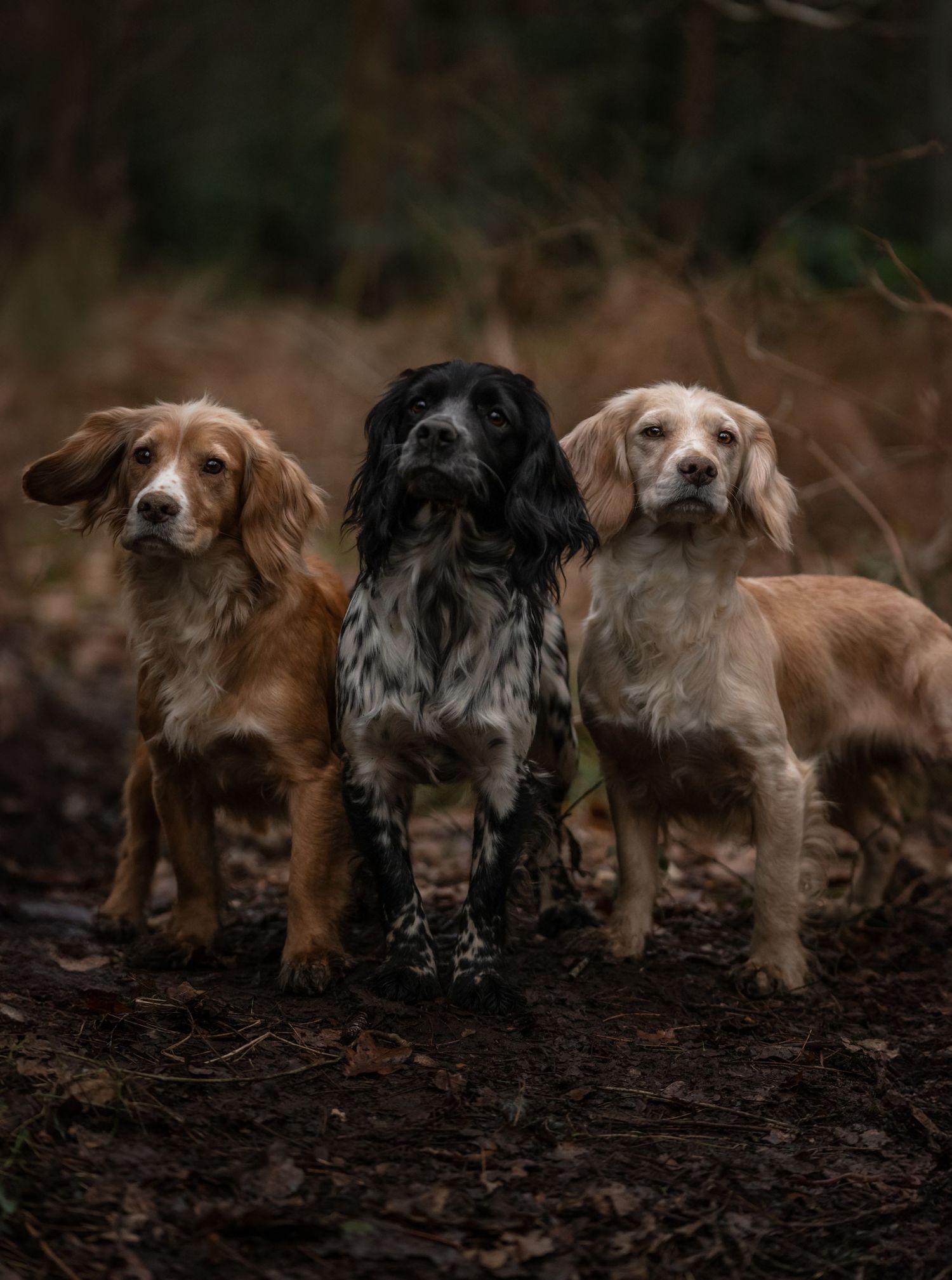 SPANIELS
