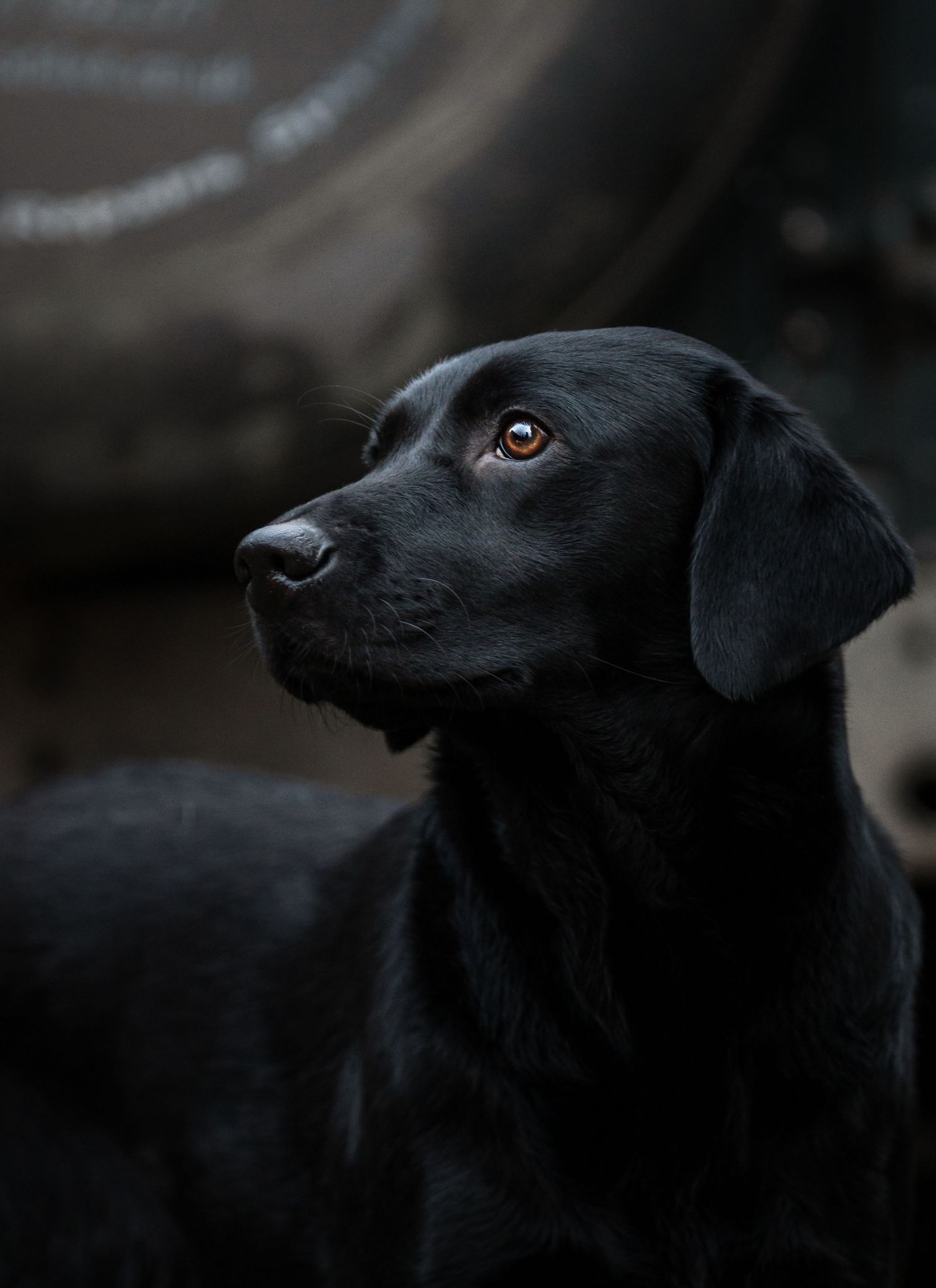 BLACK LAB
