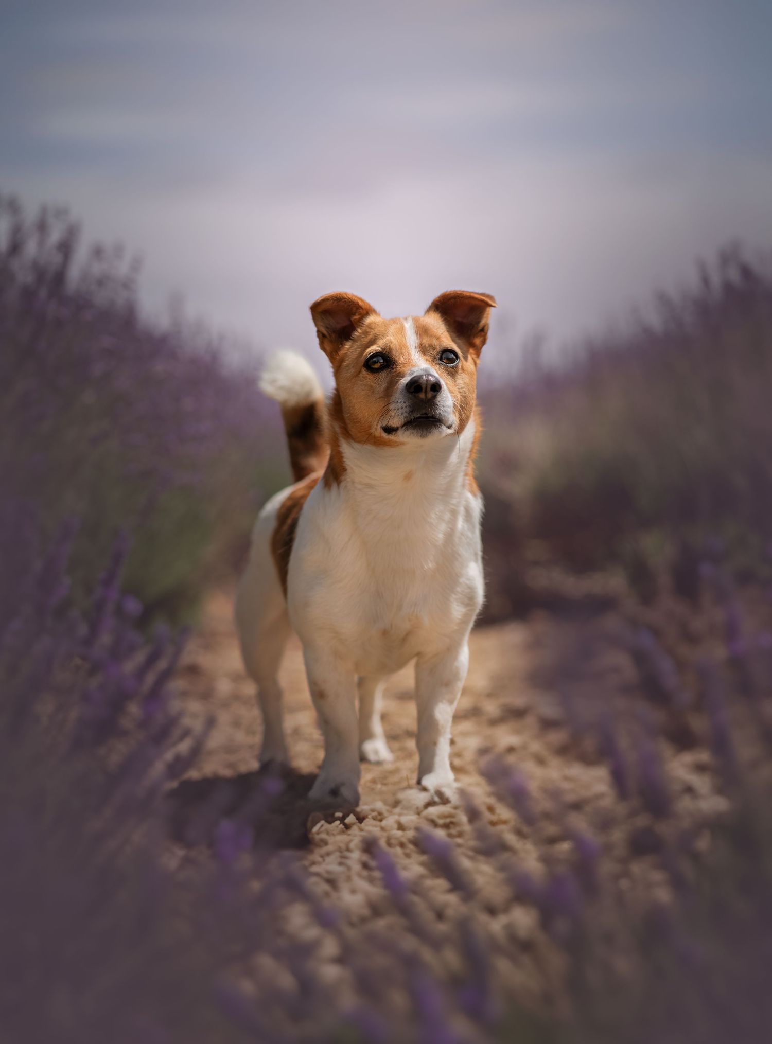 TERRIER LAVENDER PHOTOSHOOT