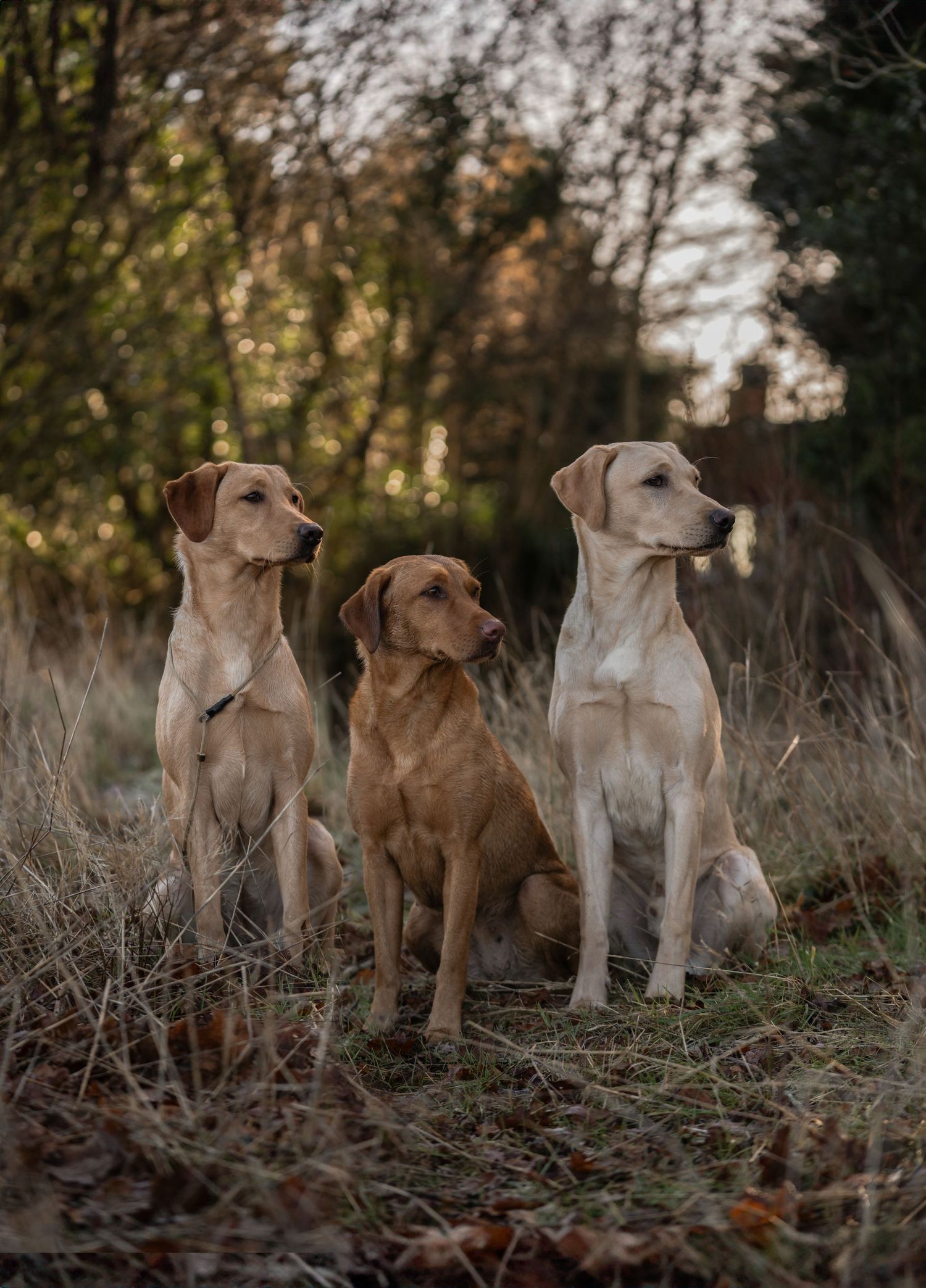 LABRADOR FAMILY